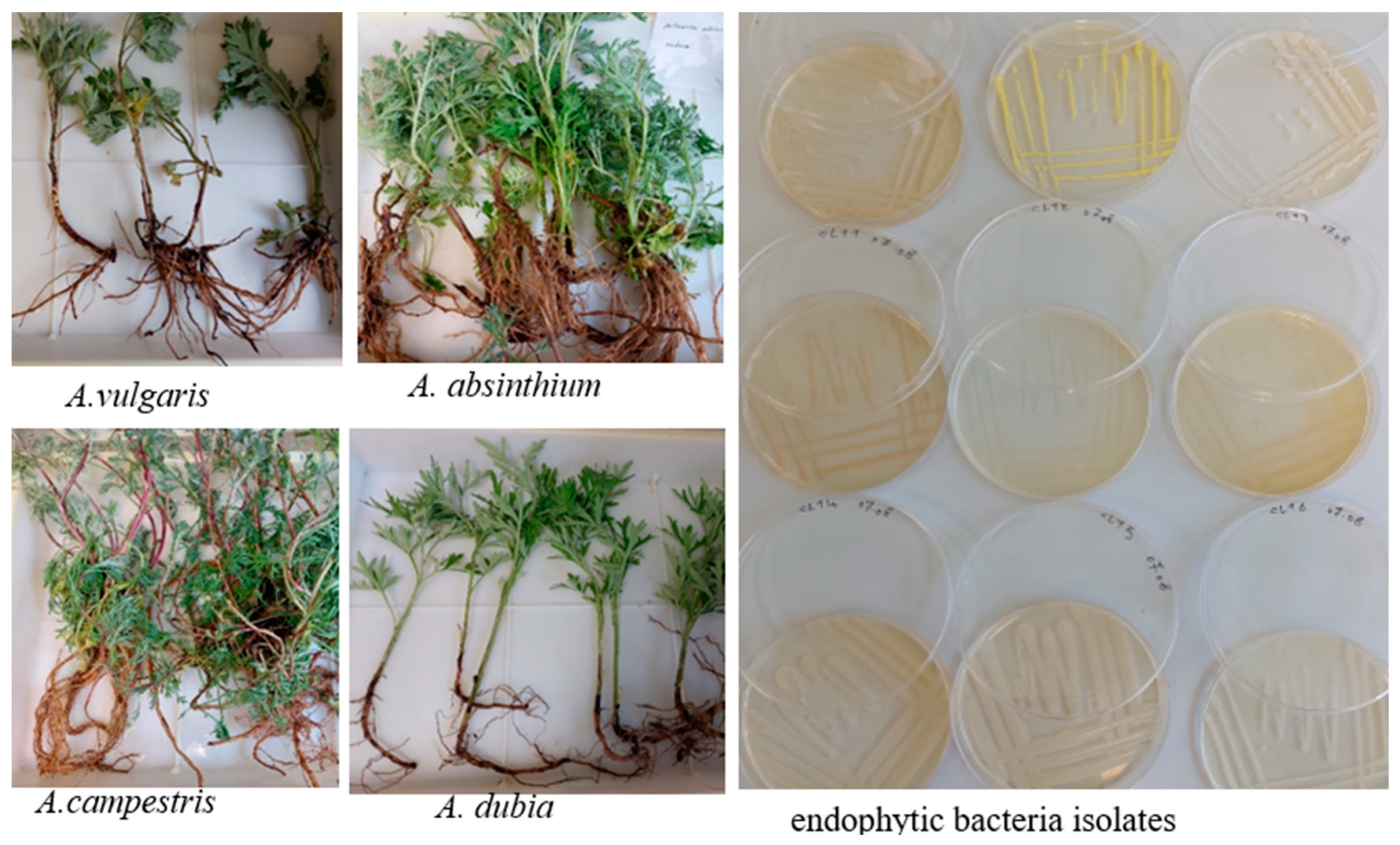 Plants 13 01684 g001