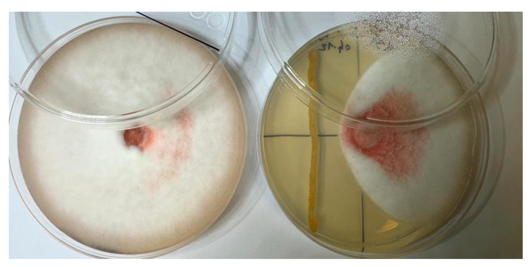 Plants 13 01684 g003