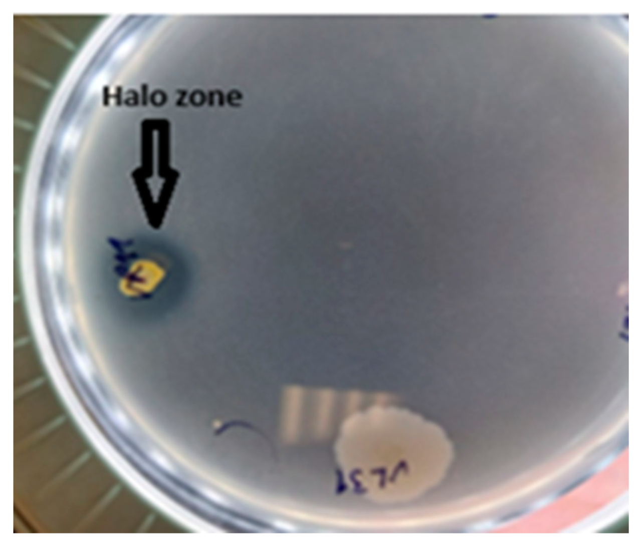 Plants 13 01684 g006