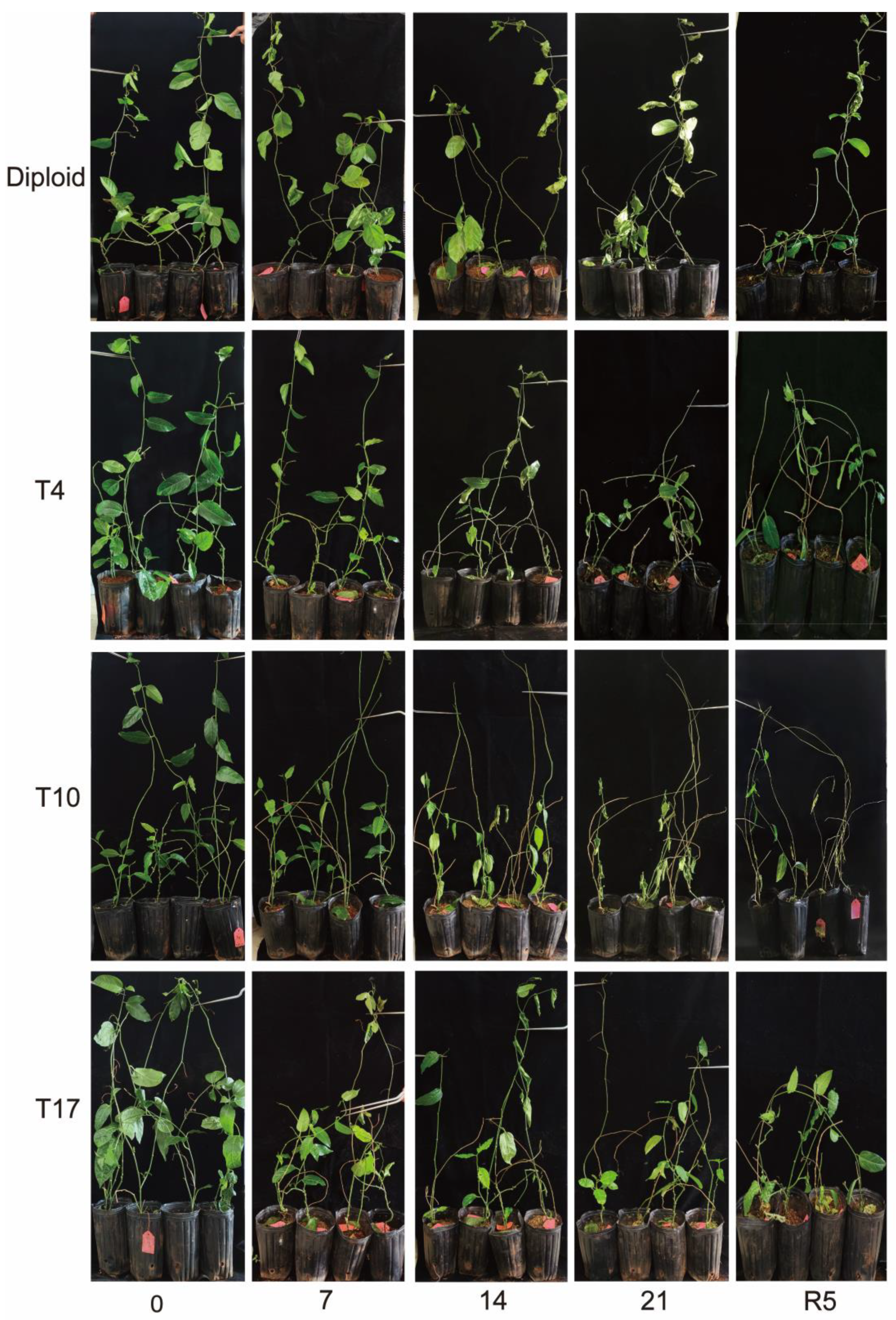 Plants 13 01685 g001