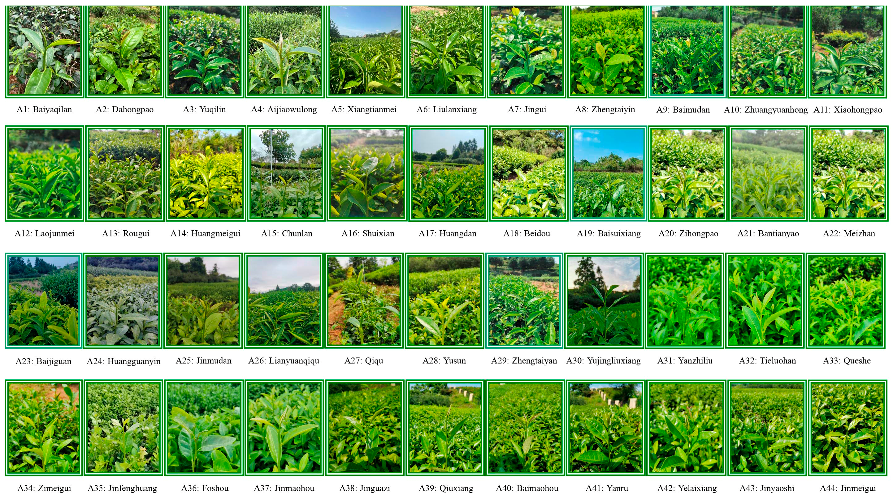 Plants 13 01686 g010