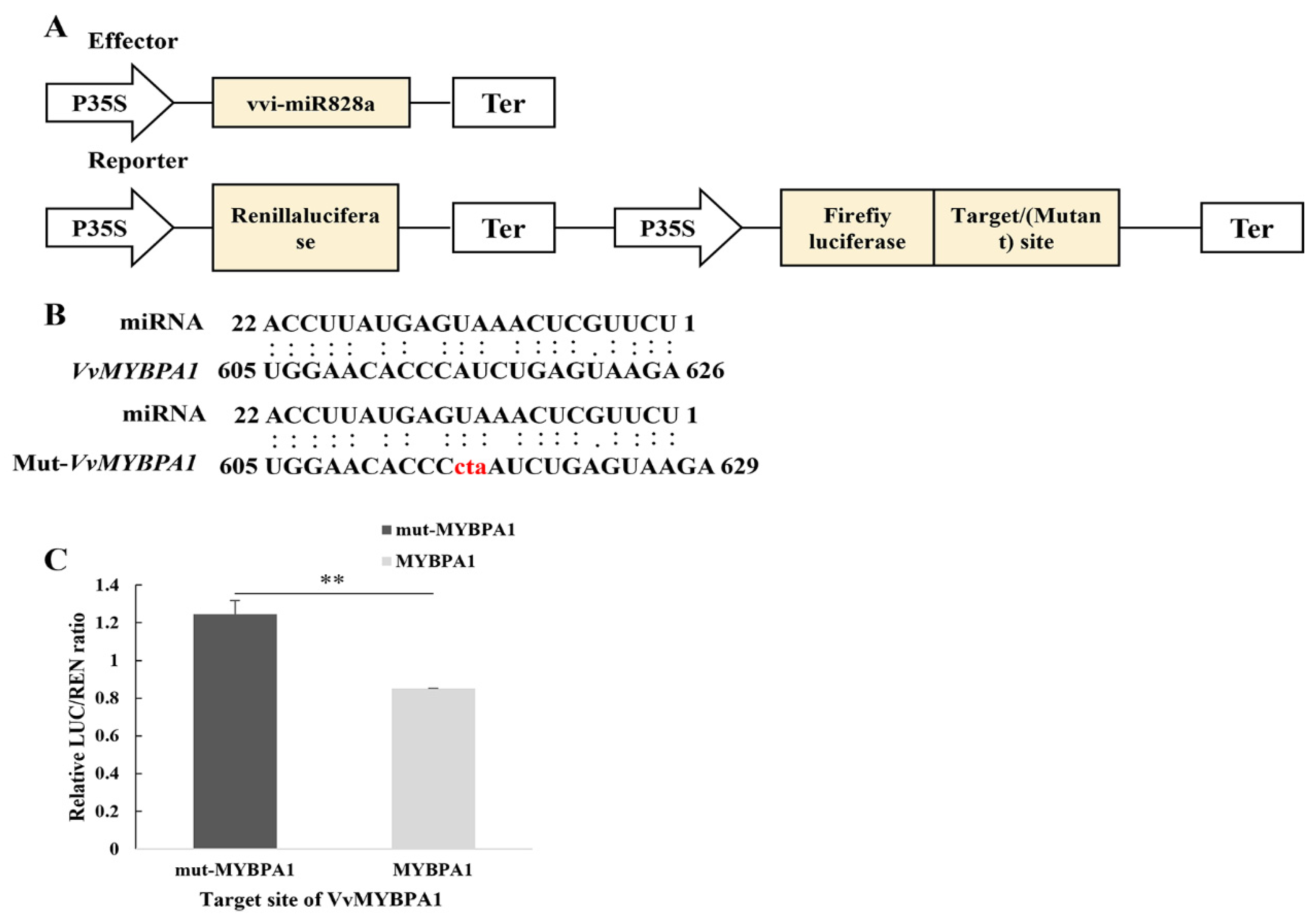 Plants 13 01688 g005