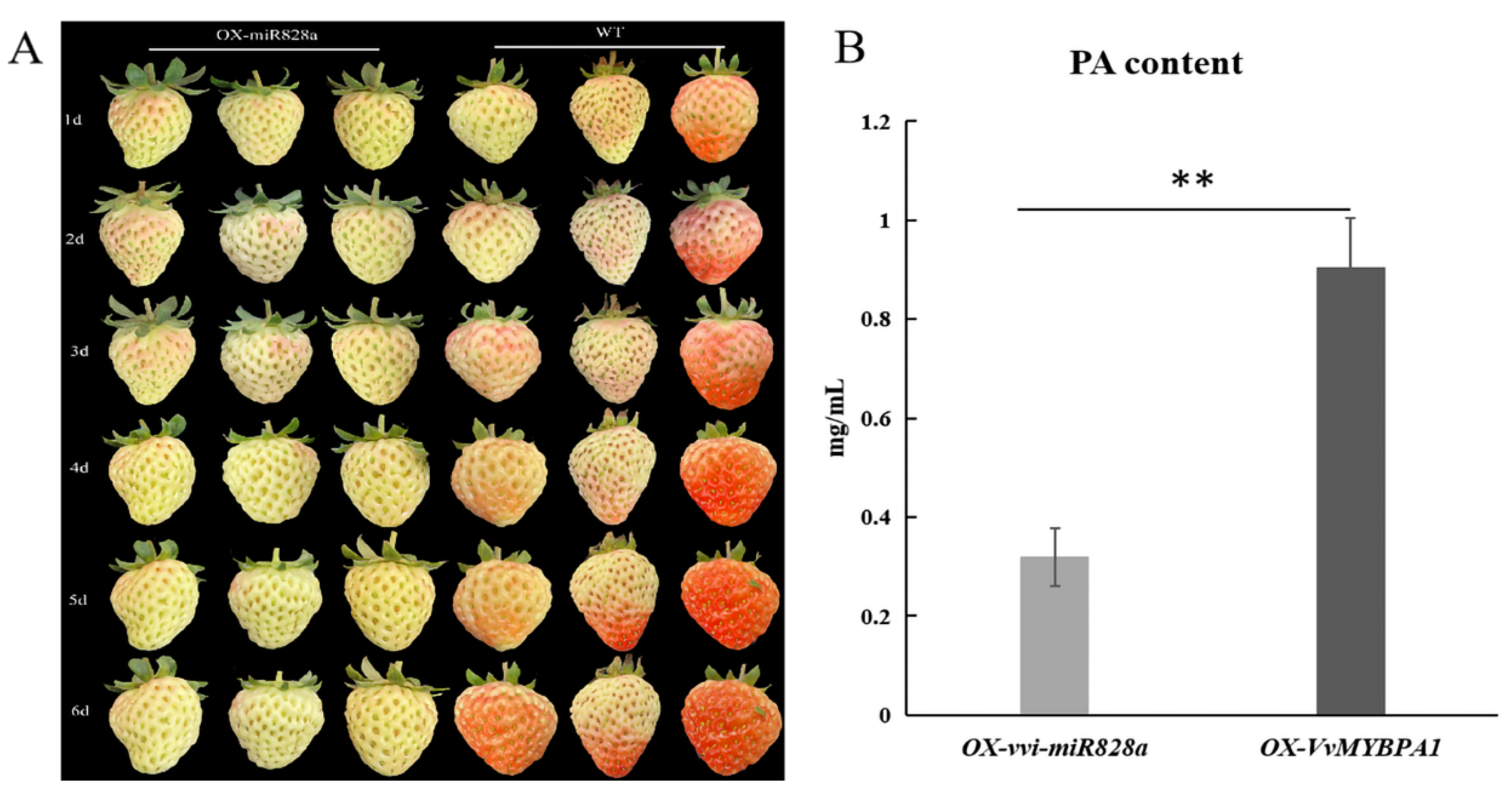 Plants 13 01688 g007