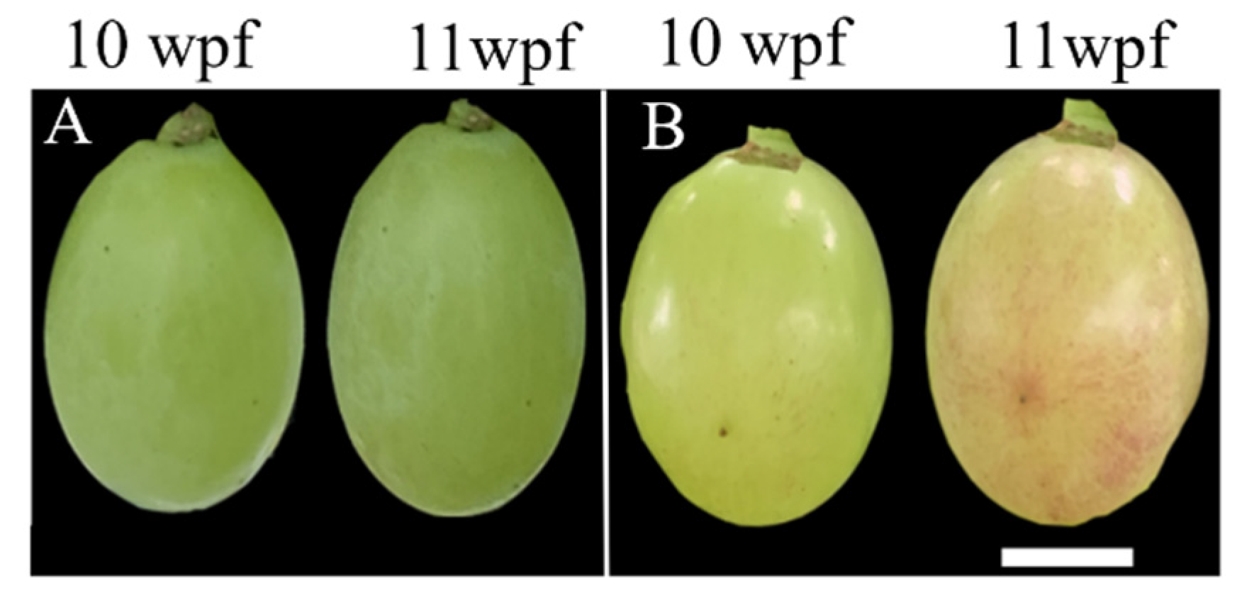 Plants 13 01688 g008