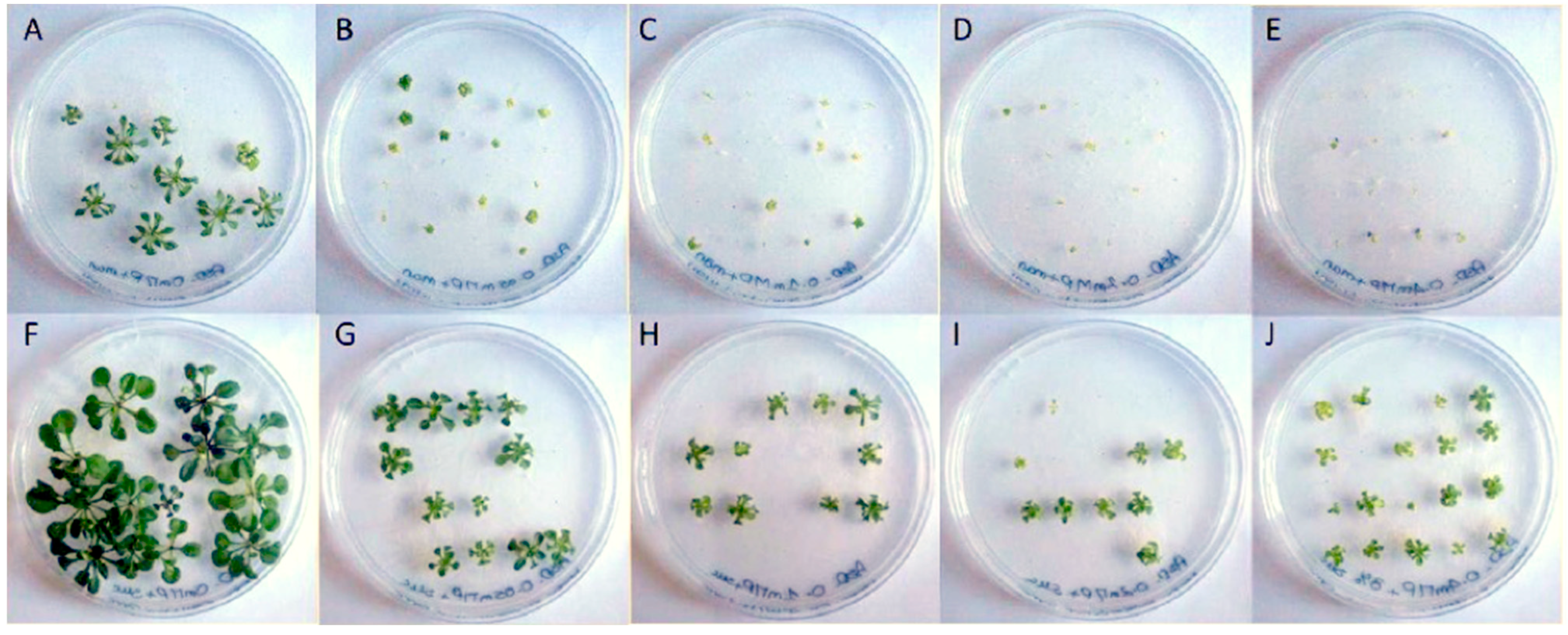 Plants 13 01692 g001