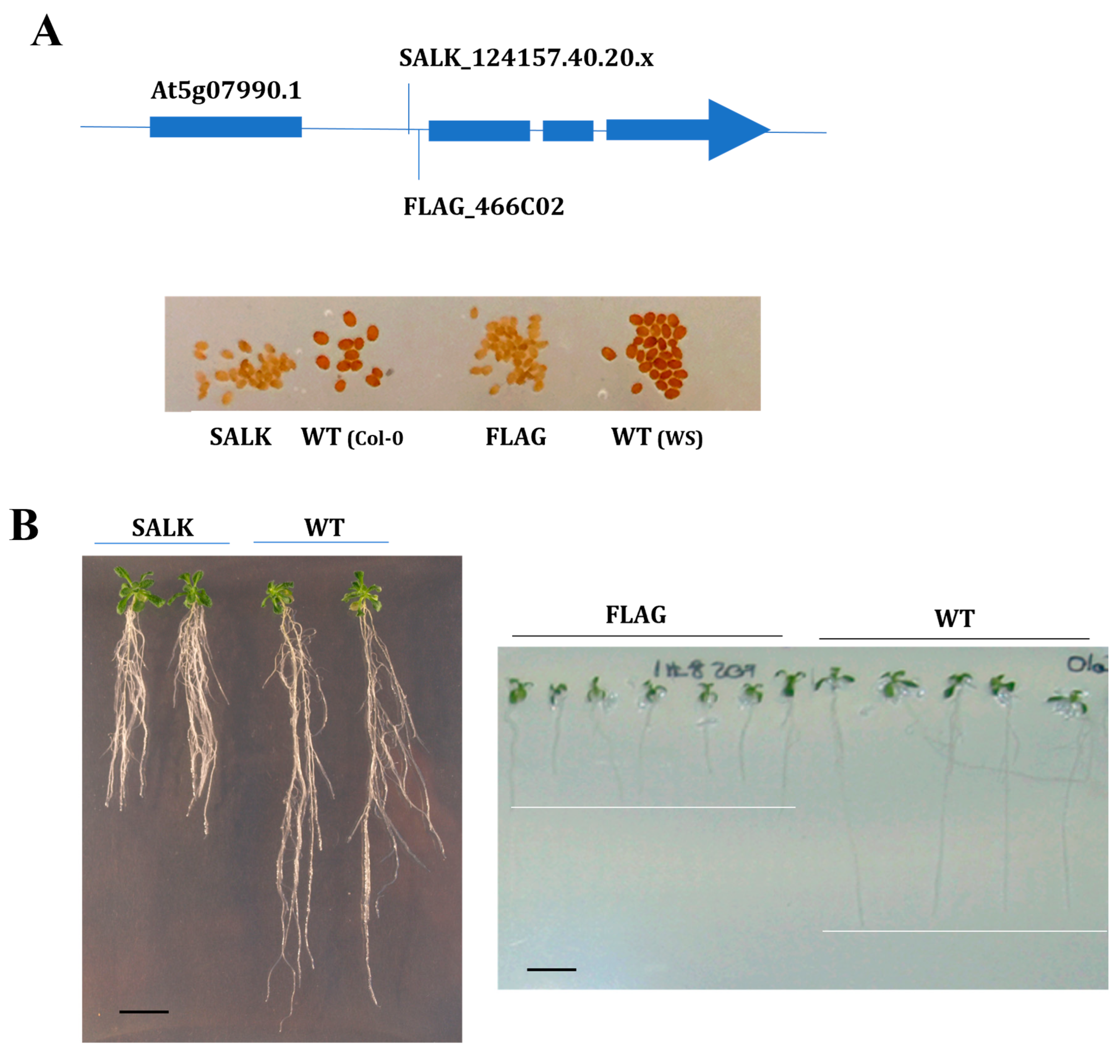Plants 13 01692 g002