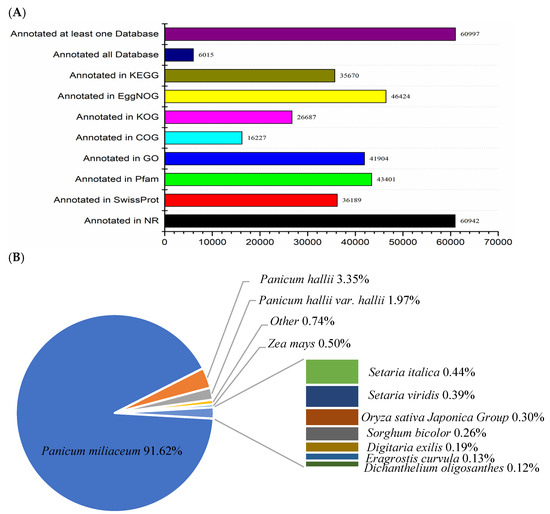 Identification of Drought-Resistant Response in Proso Millet