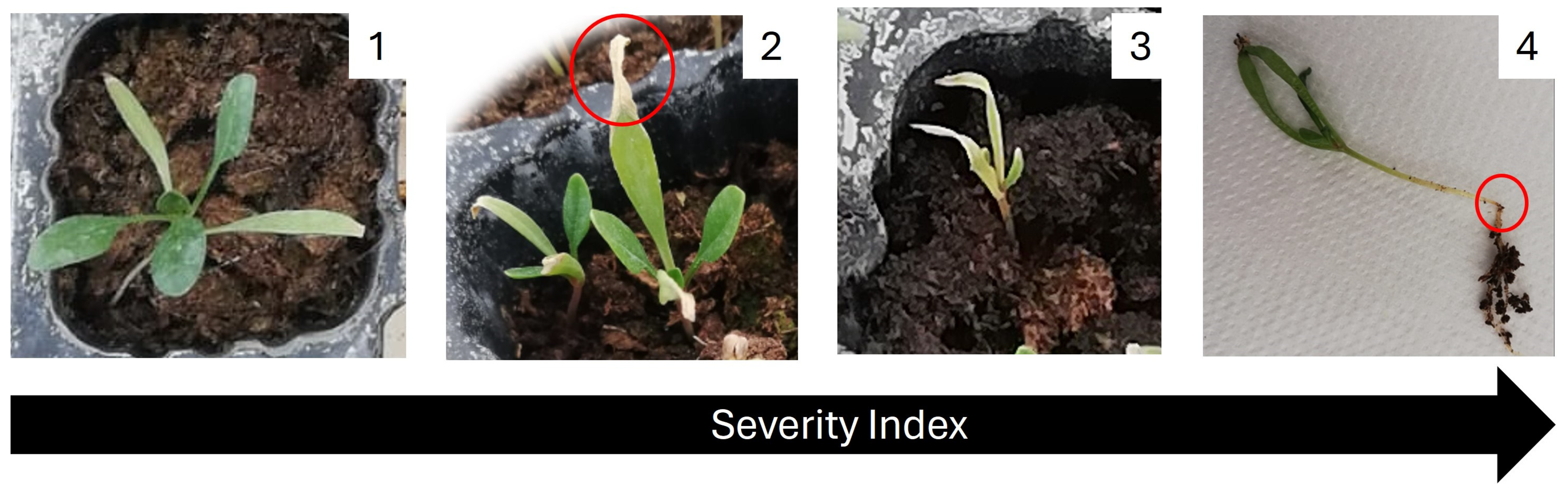 Plants 13 01697 g006