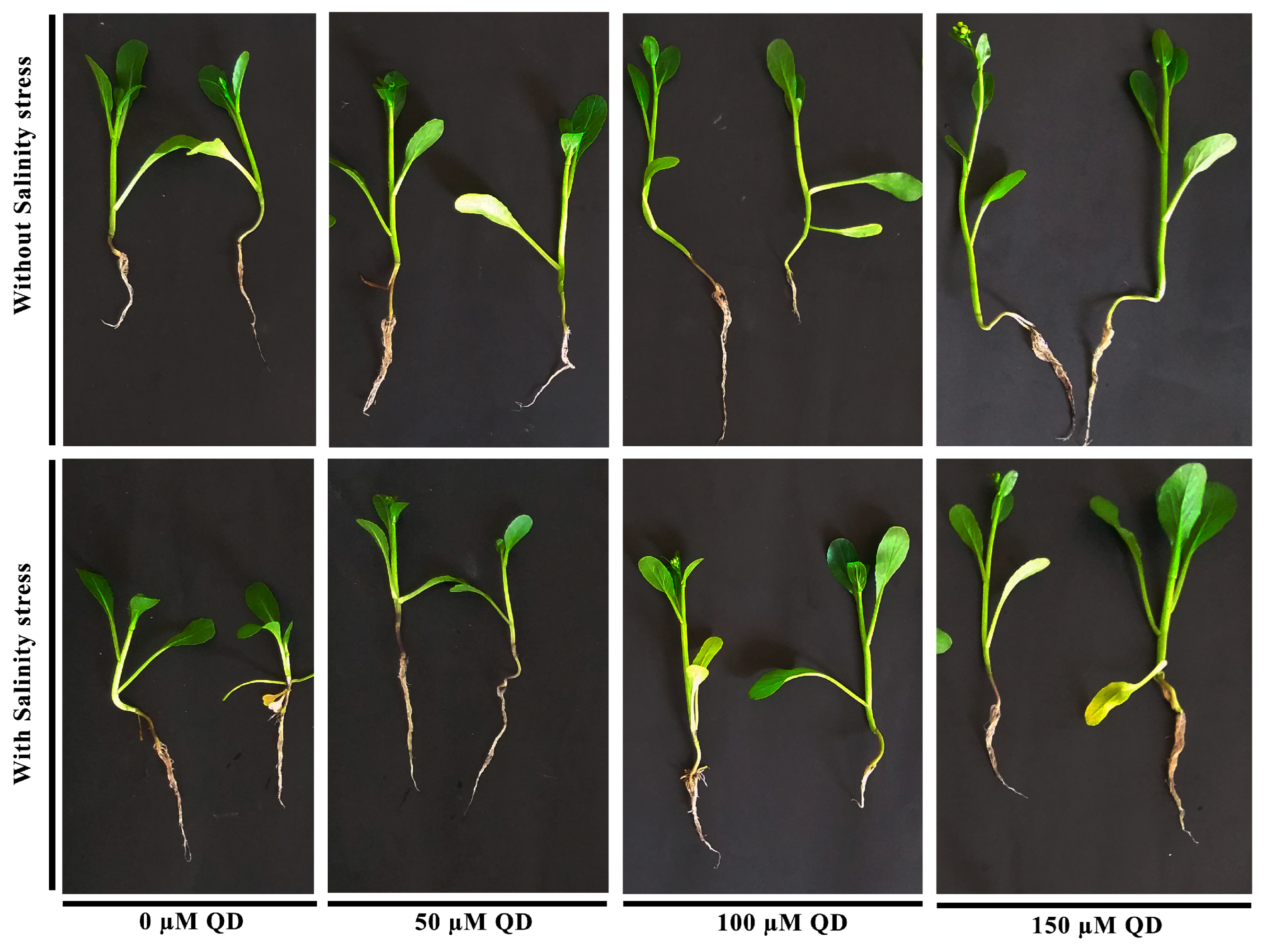 Plants 13 01698 g003