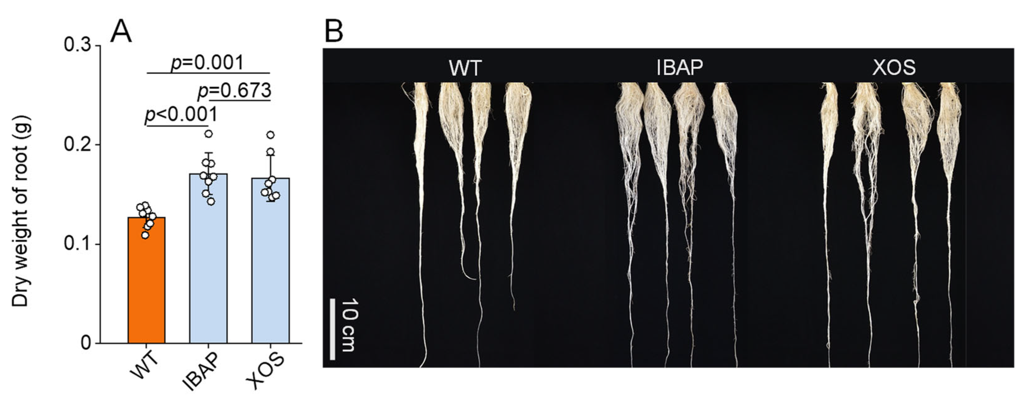 Plants 13 01699 g001