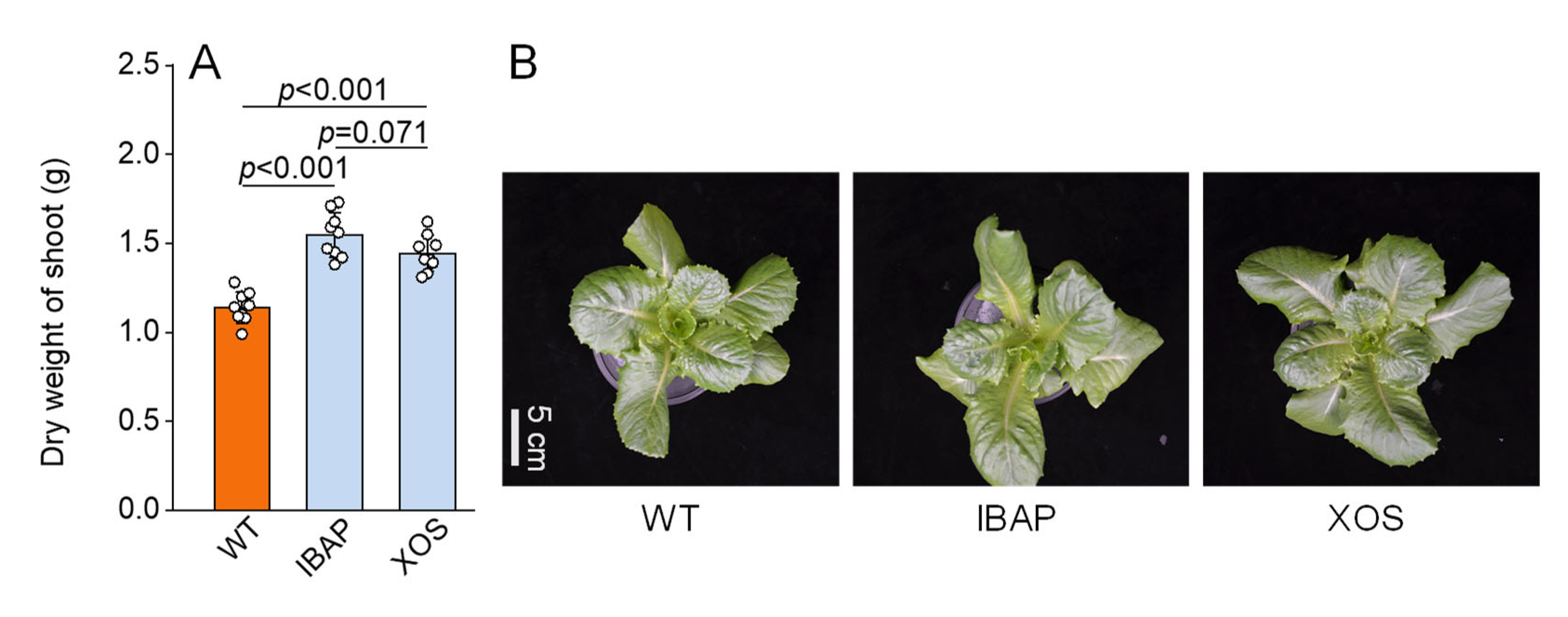 Plants 13 01699 g003