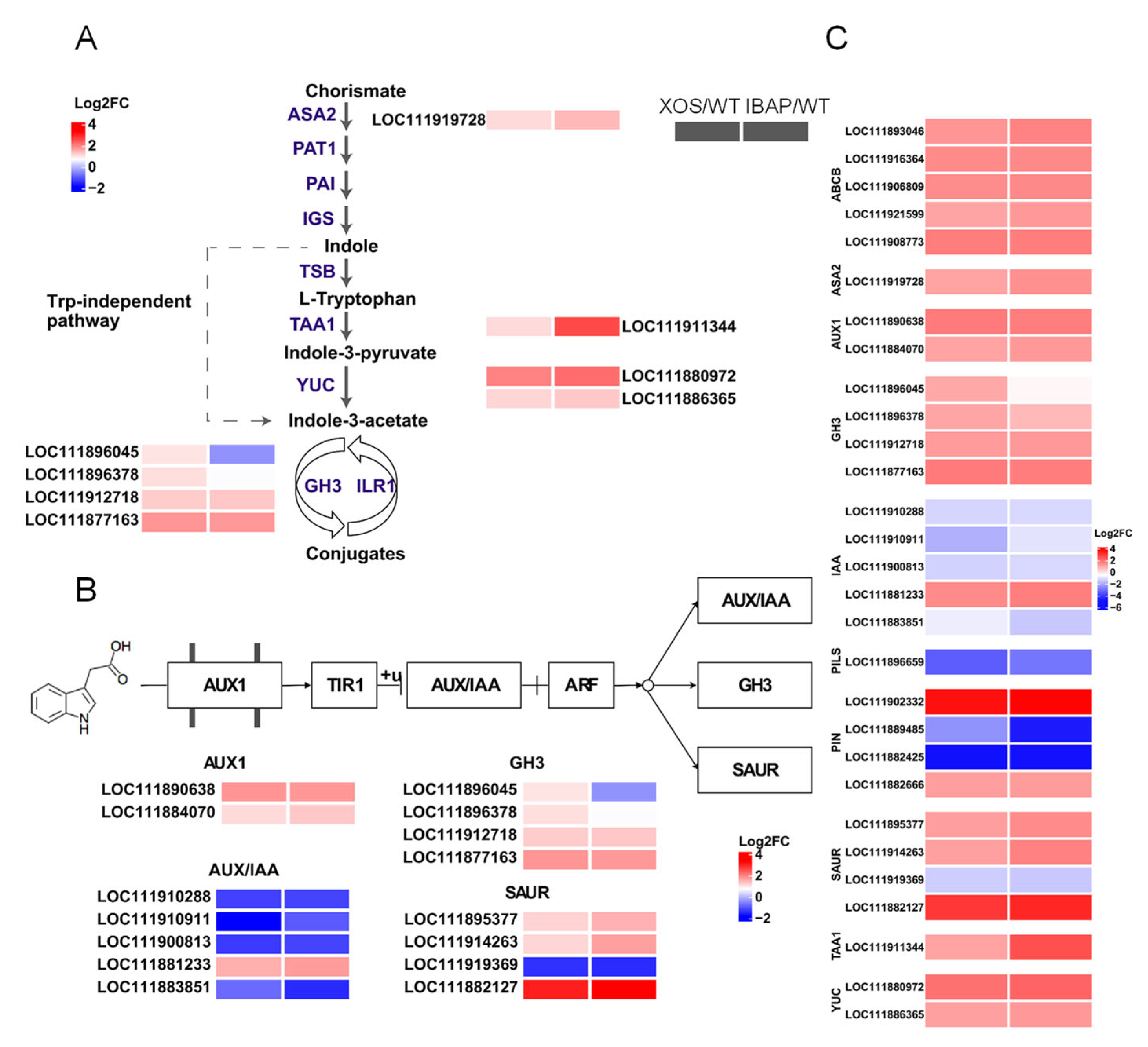 Plants 13 01699 g008