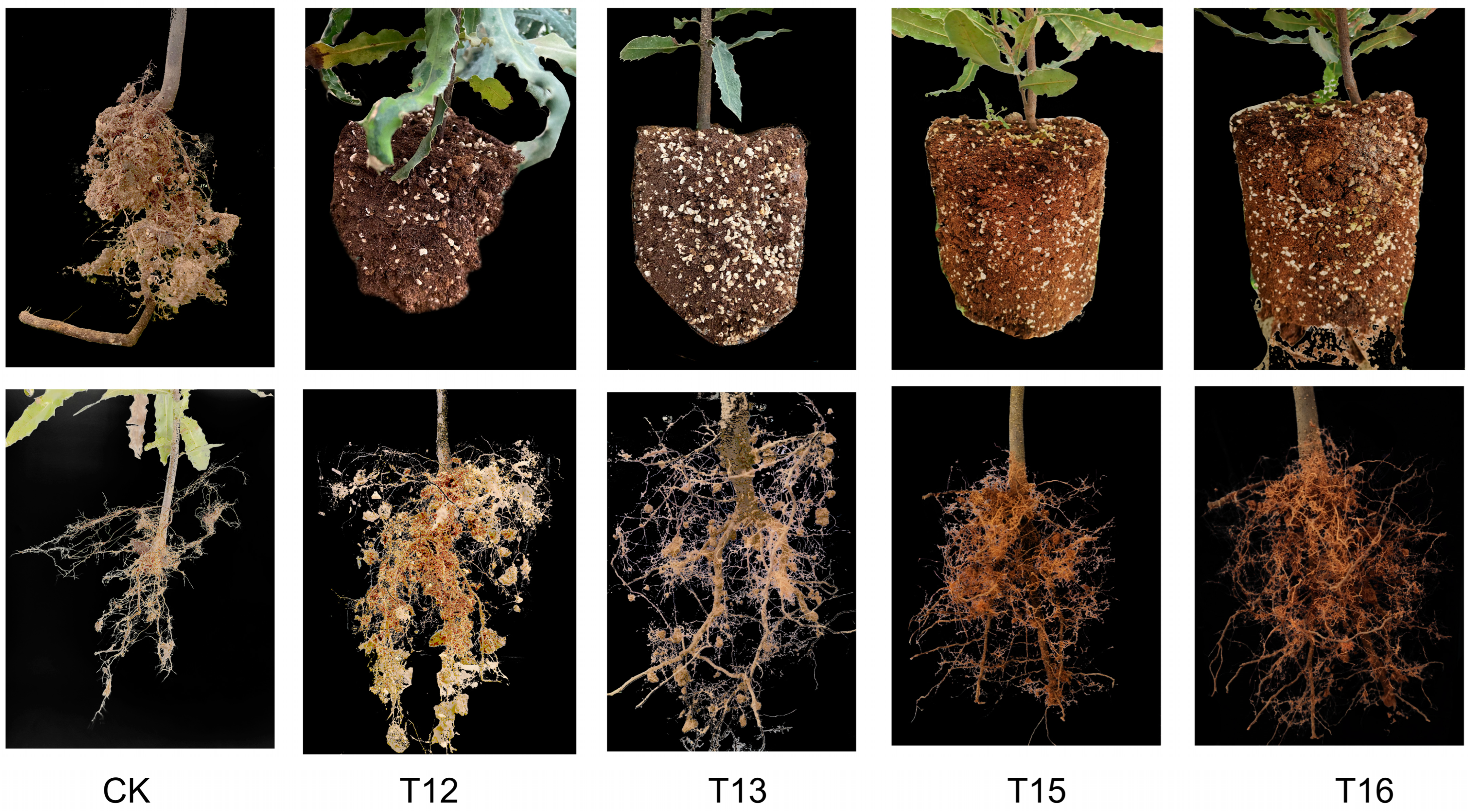 Plants 13 01700 g002