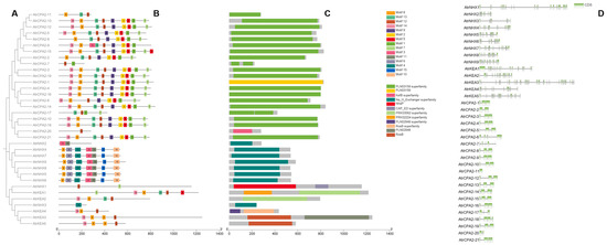 Genome-Wide Identification of the Cation/Proton Antiporter