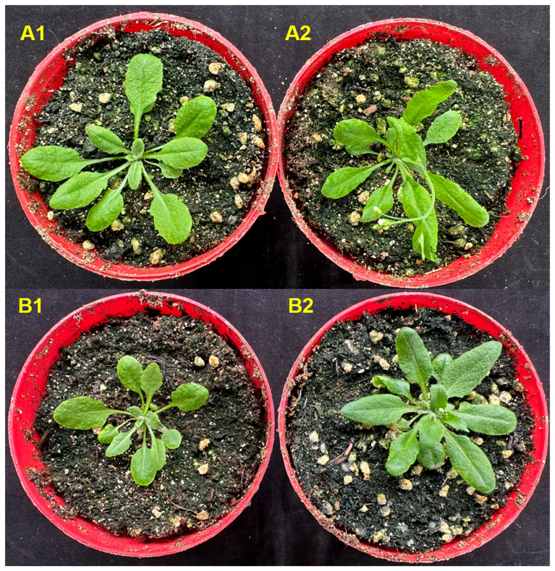 Plants 13 01701 g011