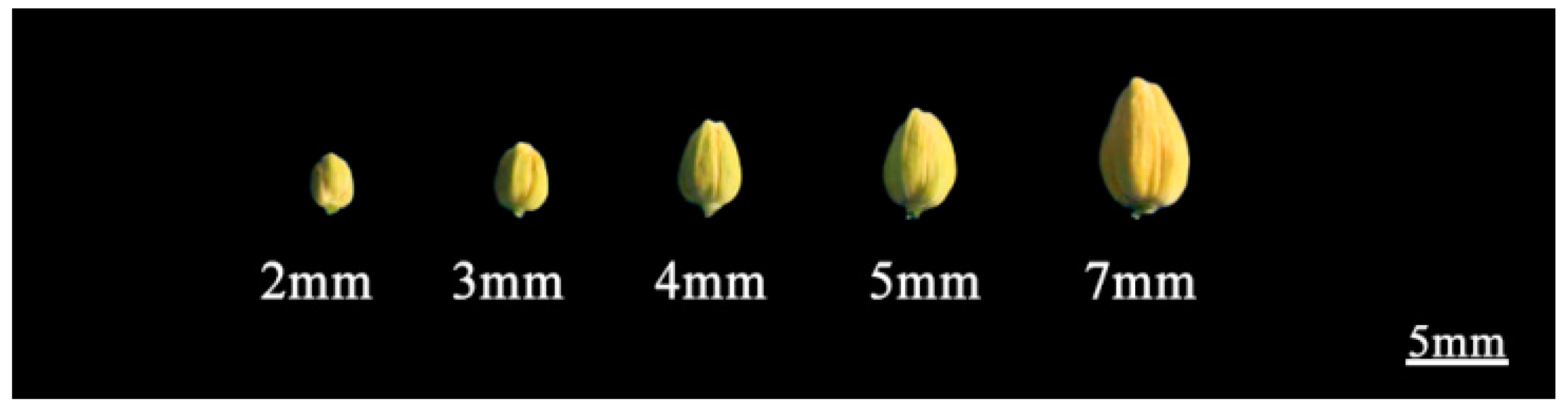 Plants 13 01703 g008 Plants 13 01703 g008