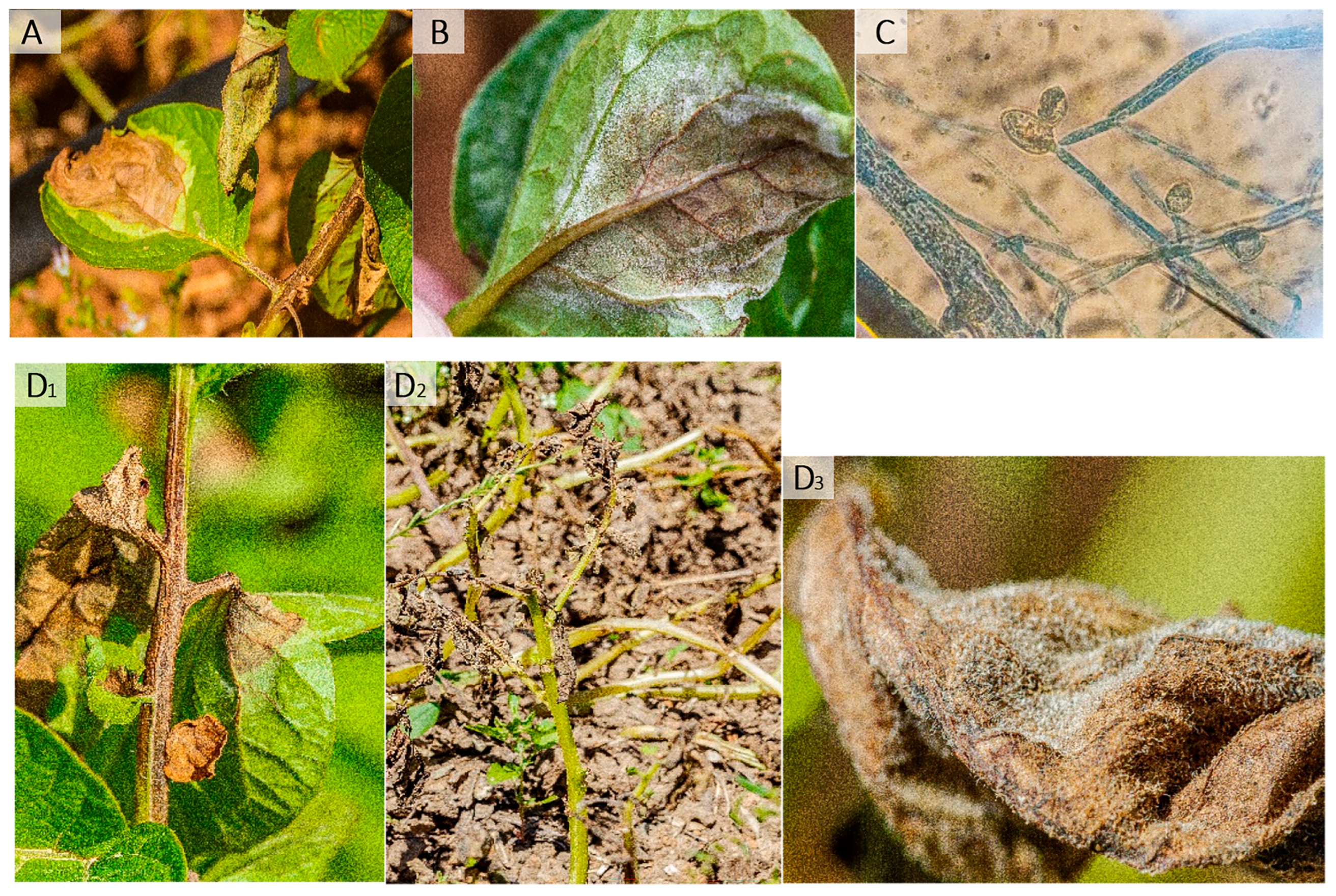 Plants 13 01711 g001