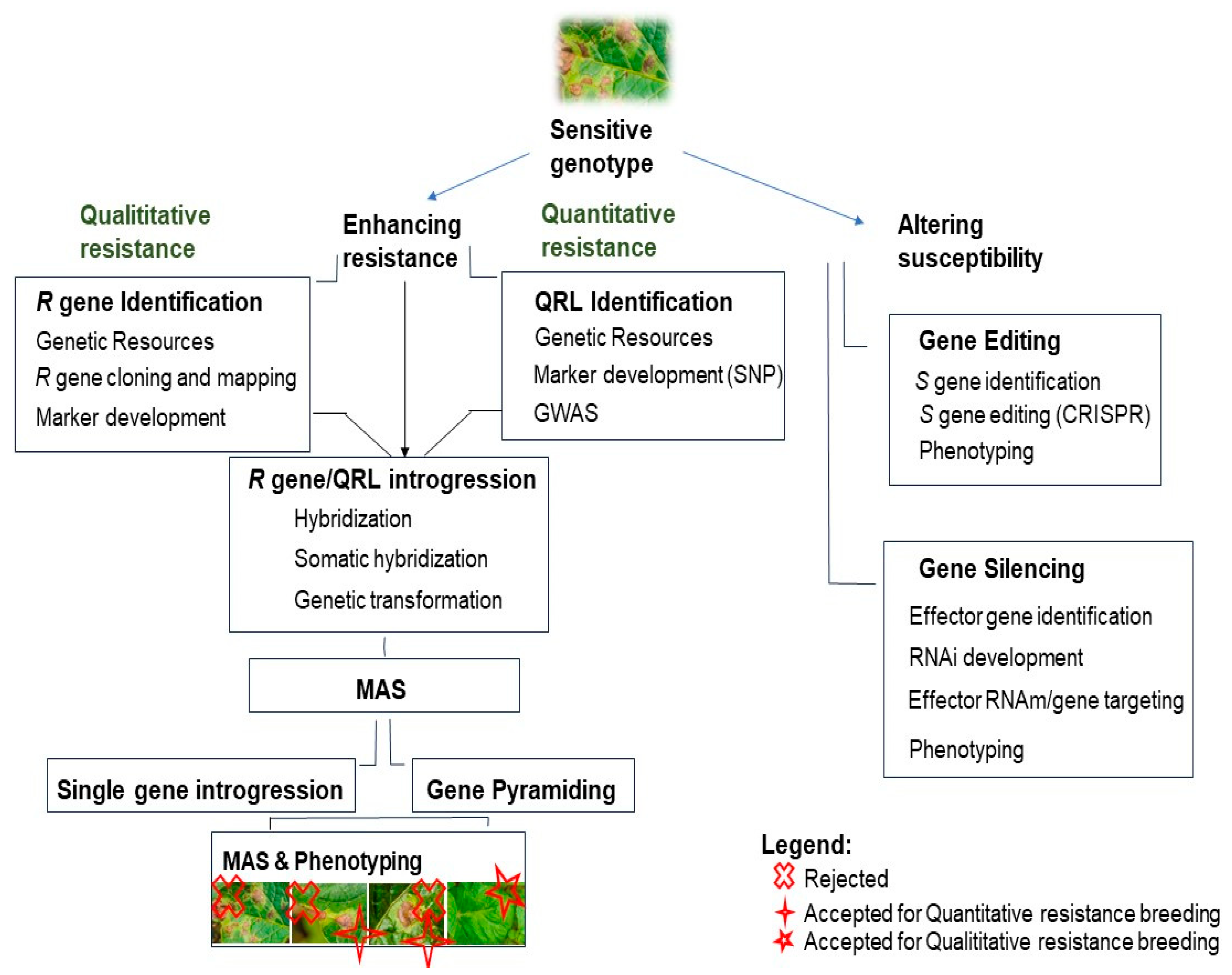 Plants 13 01711 g002