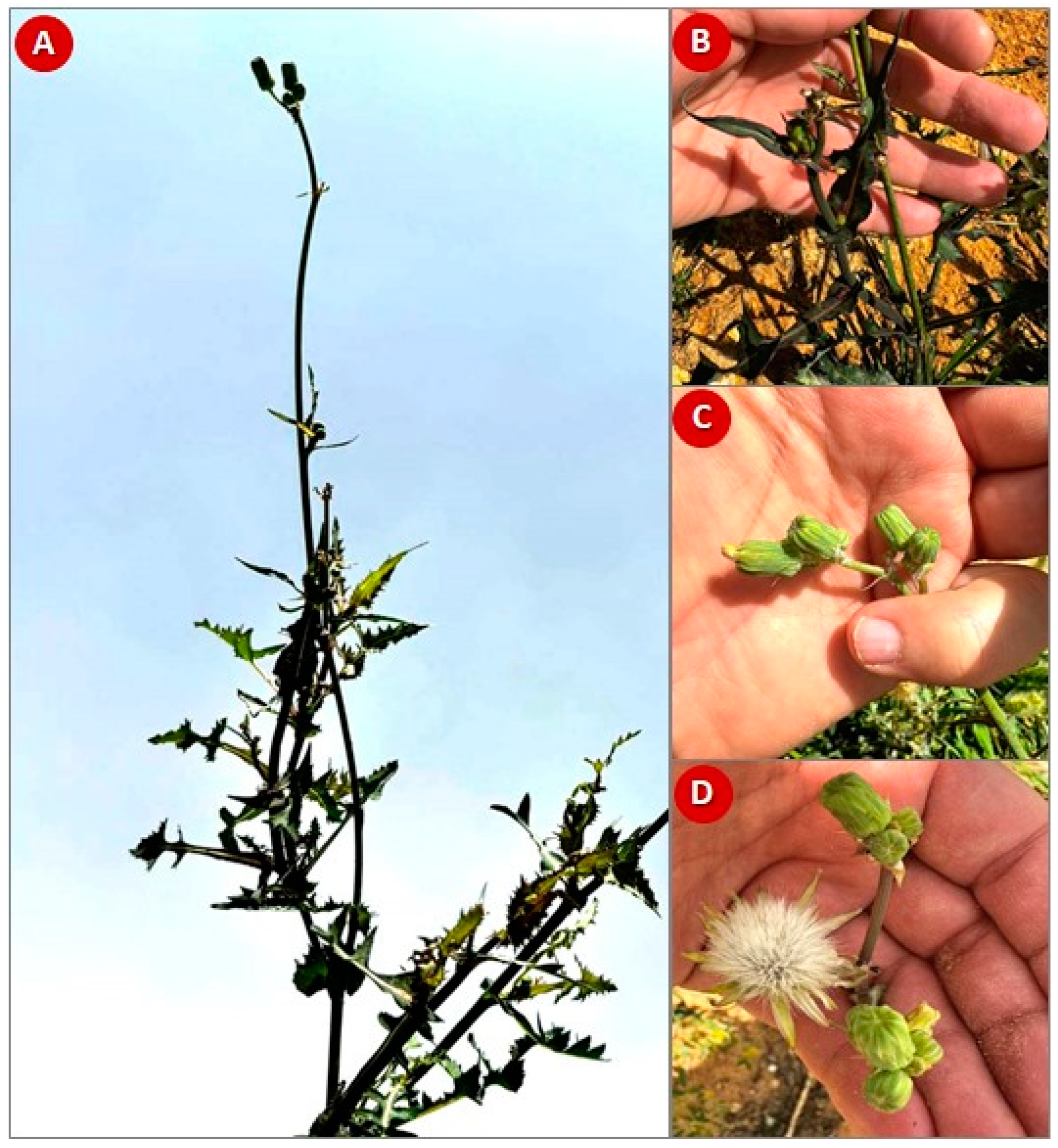 Plants 13 01712 g001