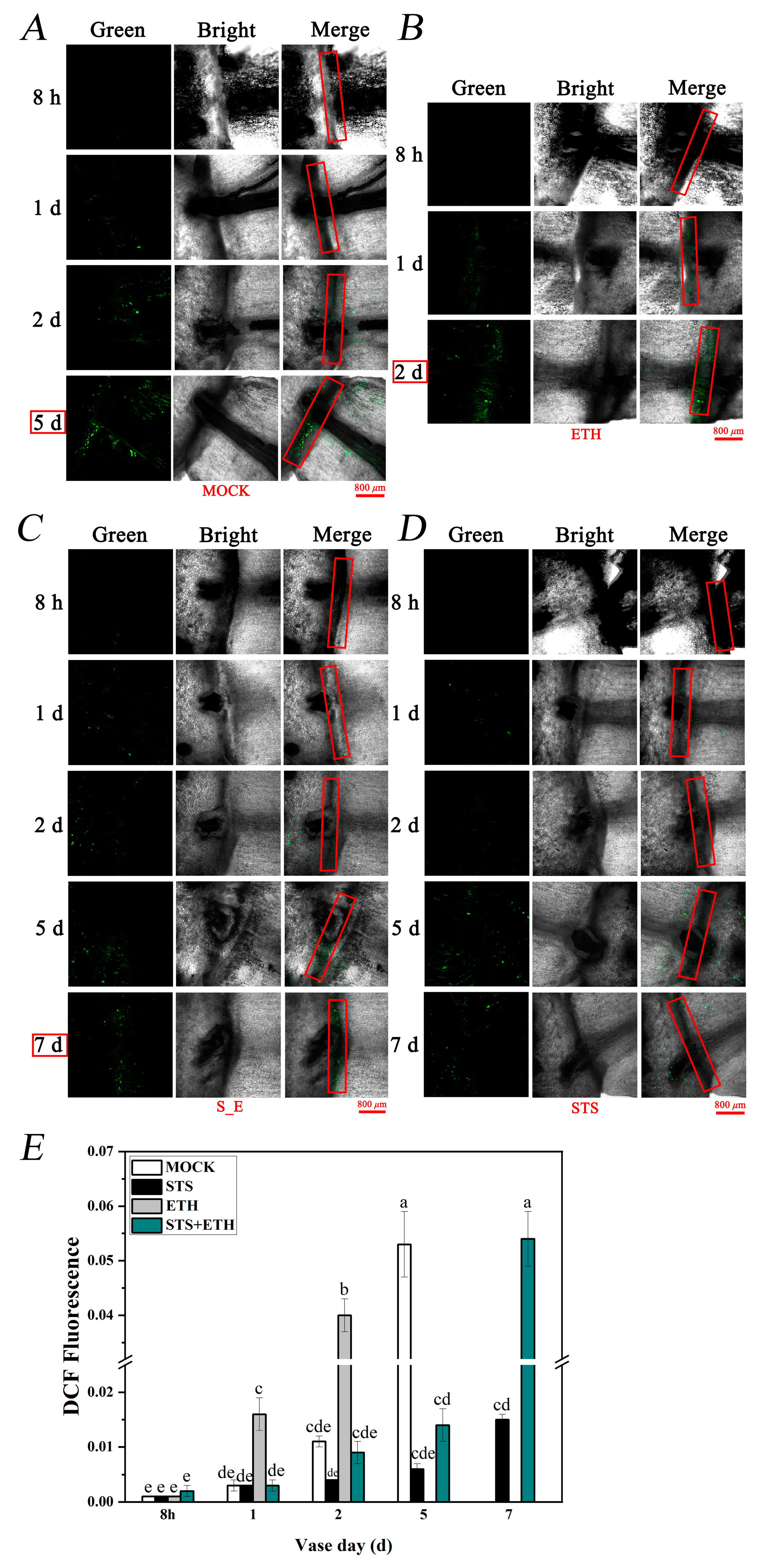 Plants 13 01718 g003