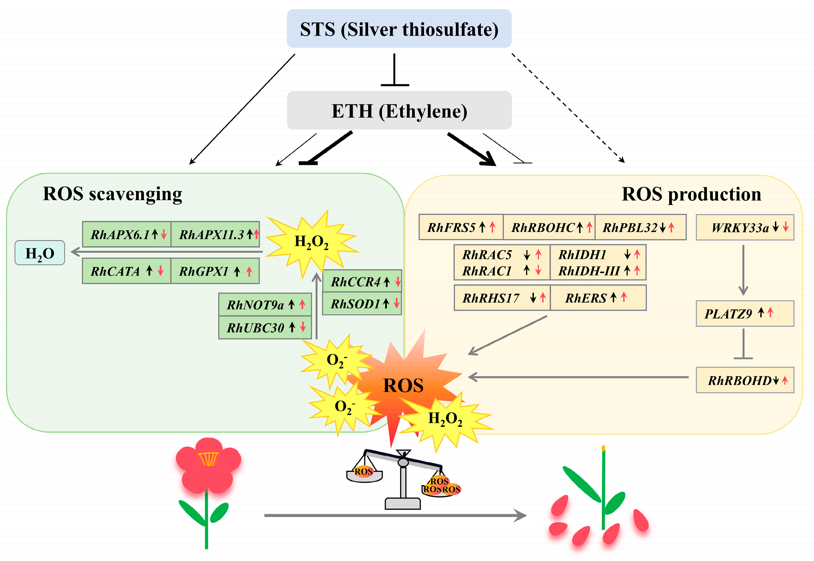 Plants 13 01718 g005