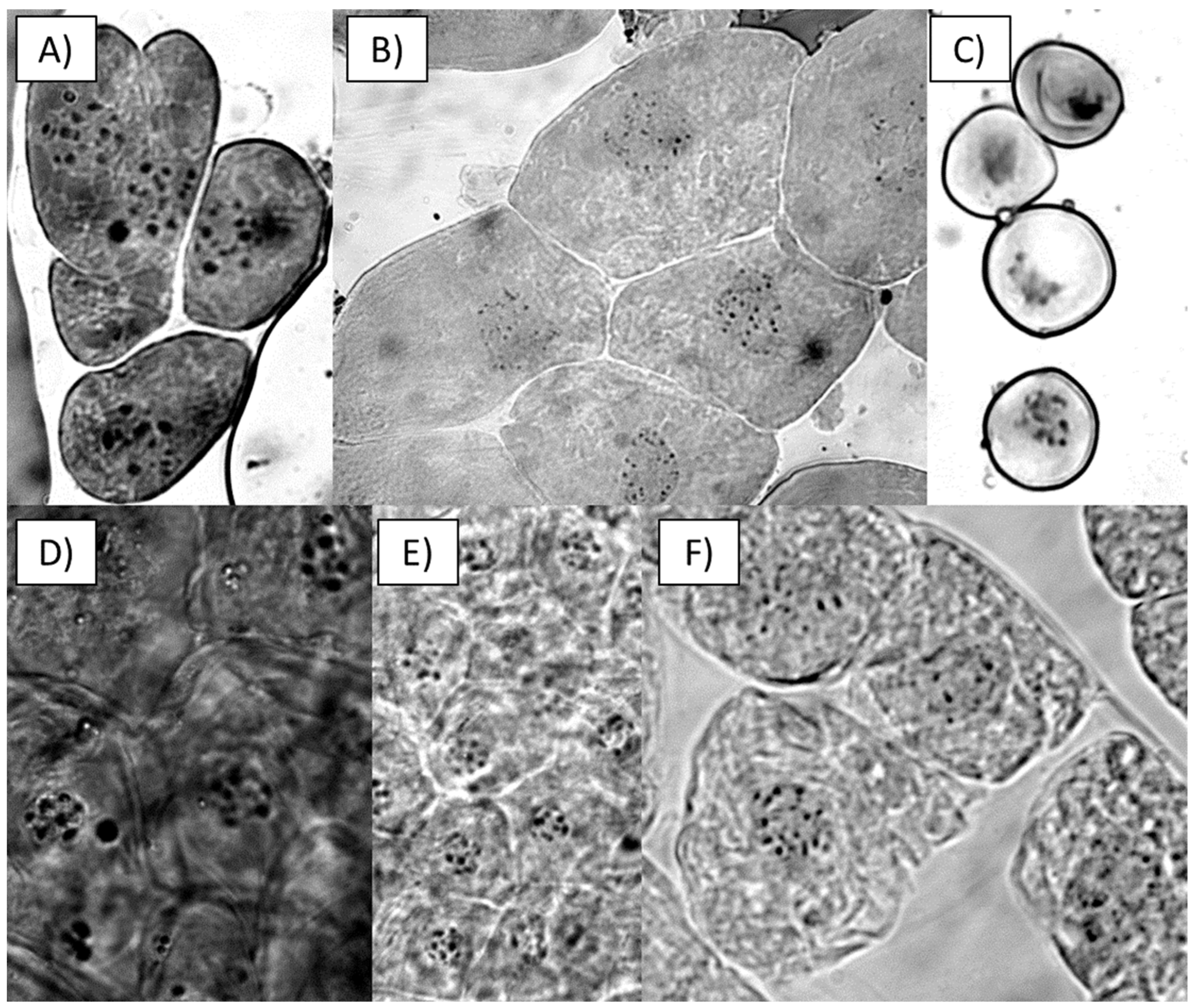 Plants 13 01733 g004