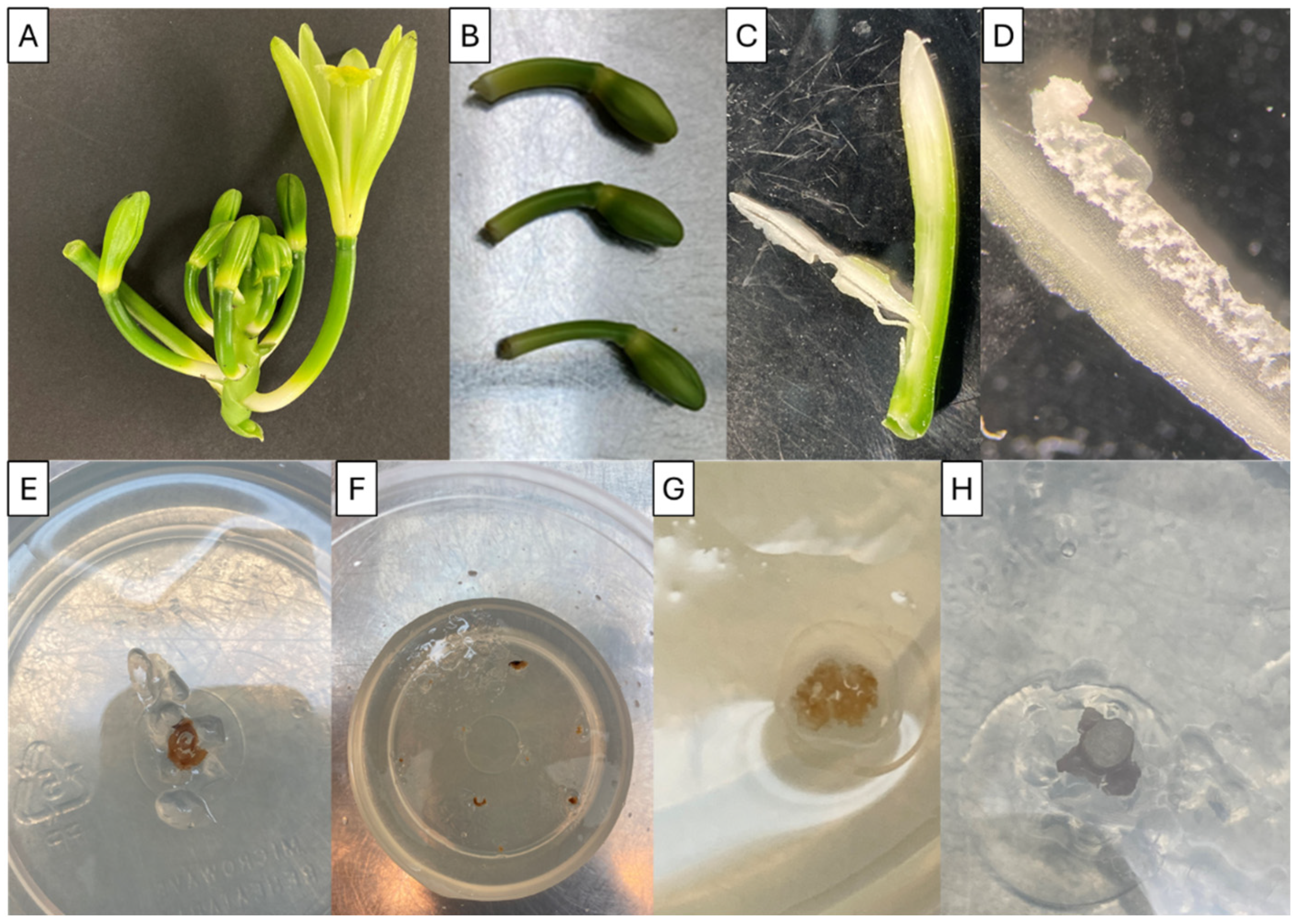 Plants 13 01733 g007