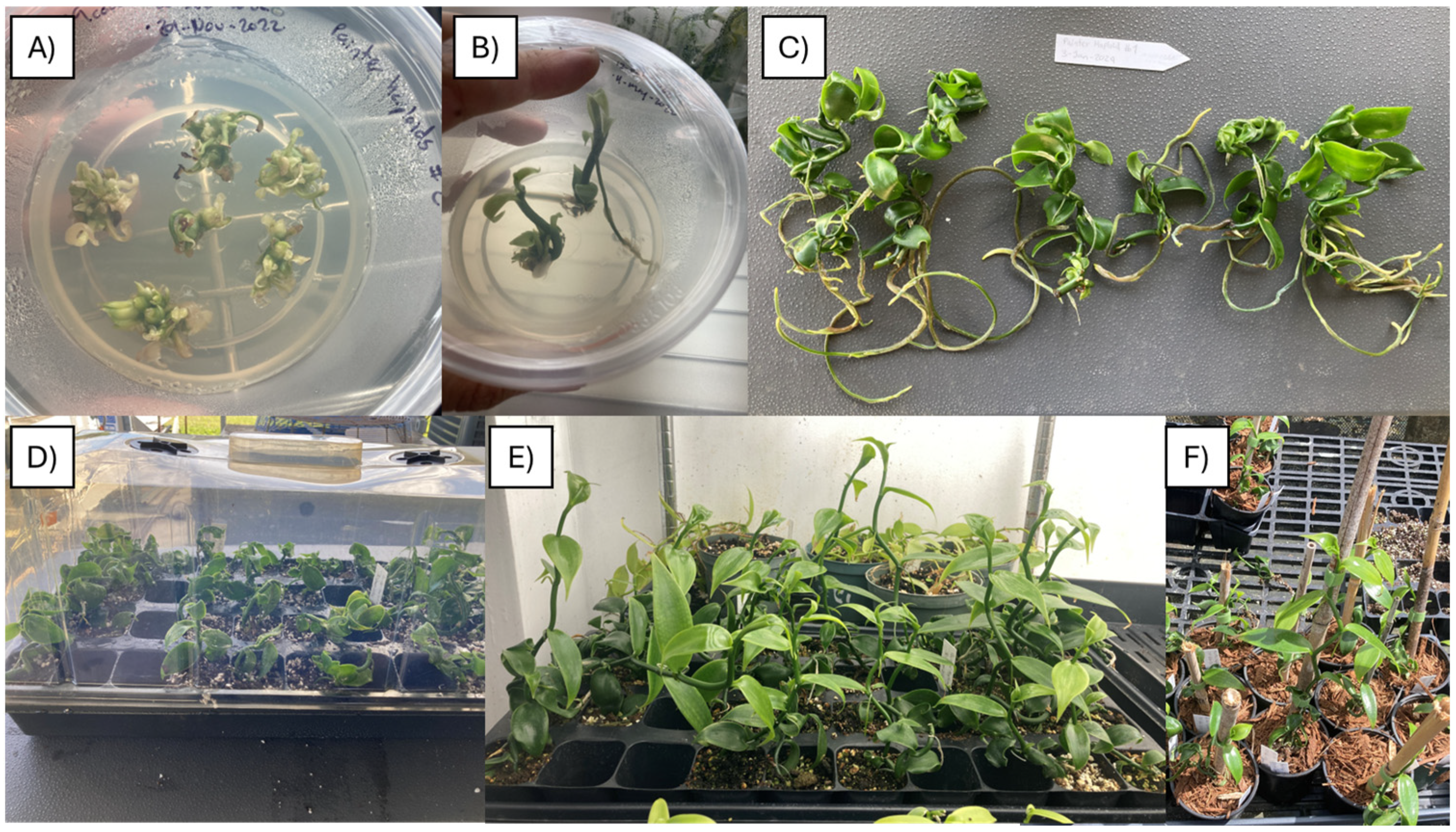 Plants 13 01733 g008