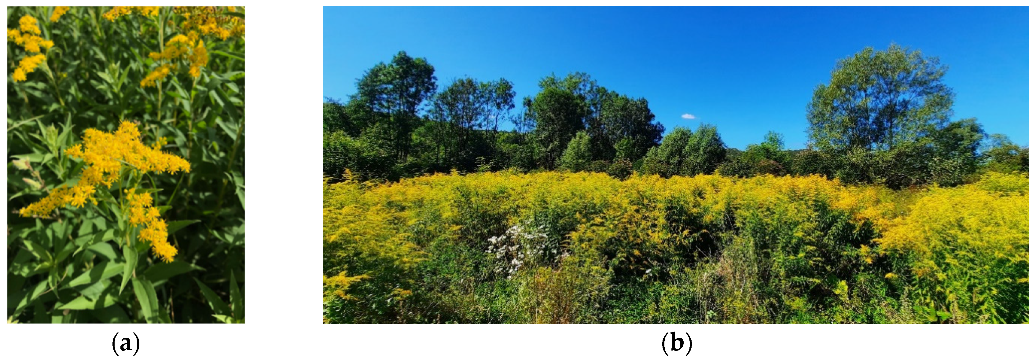 Plants 13 01745 g001