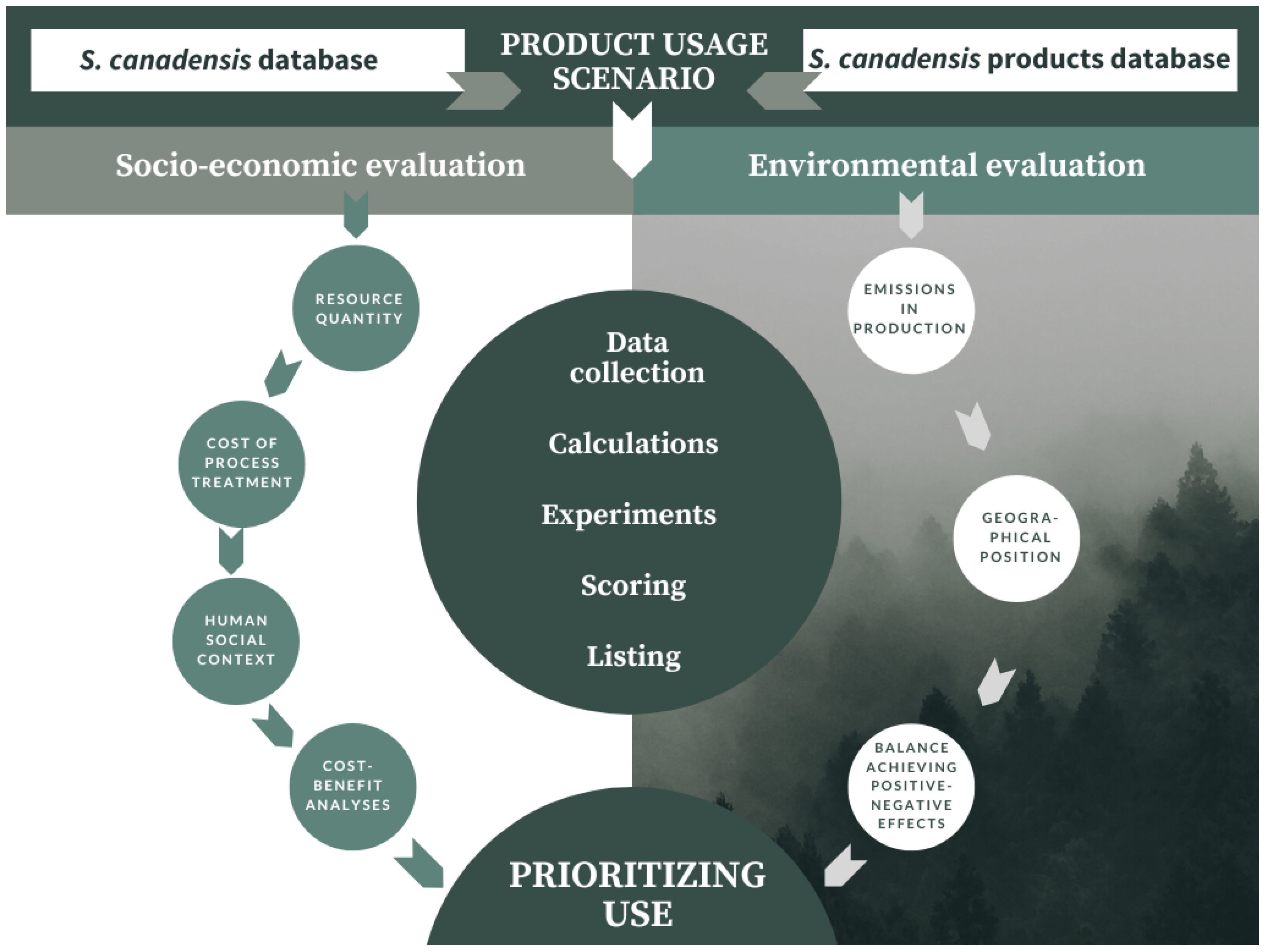 ？ The Invasive Alien Plant Solidago canadensis: Phytochemical