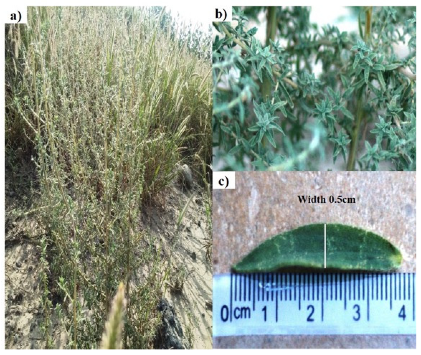 Plants 13 01753 g001 Plants 13 01753 g001