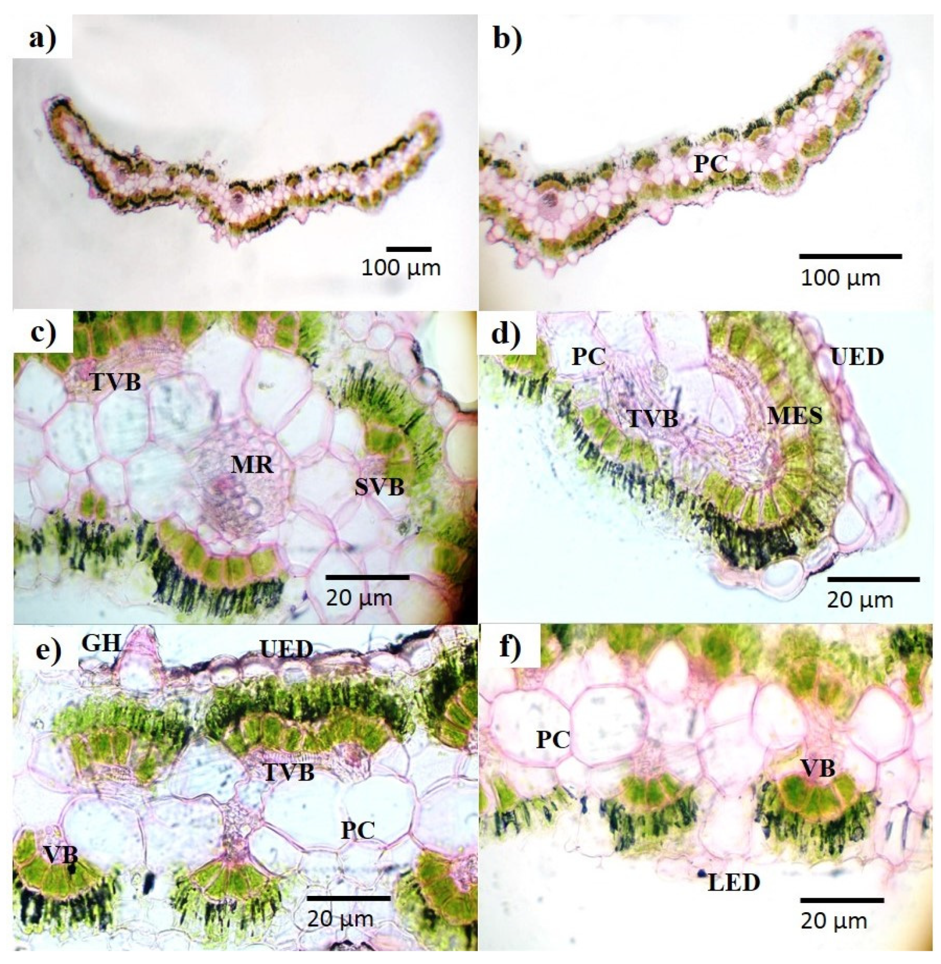 Plants 13 01753 g002 Plants 13 01753 g002