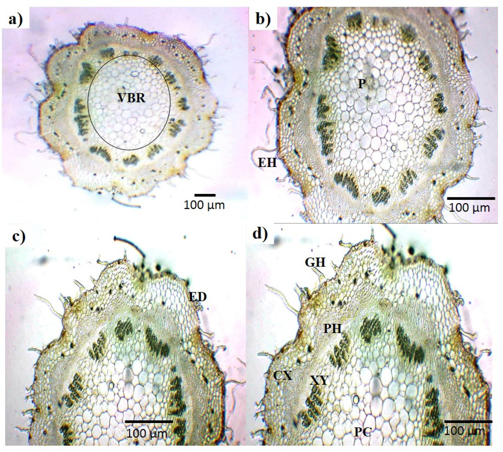 Plants 13 01753 g003 Plants 13 01753 g003