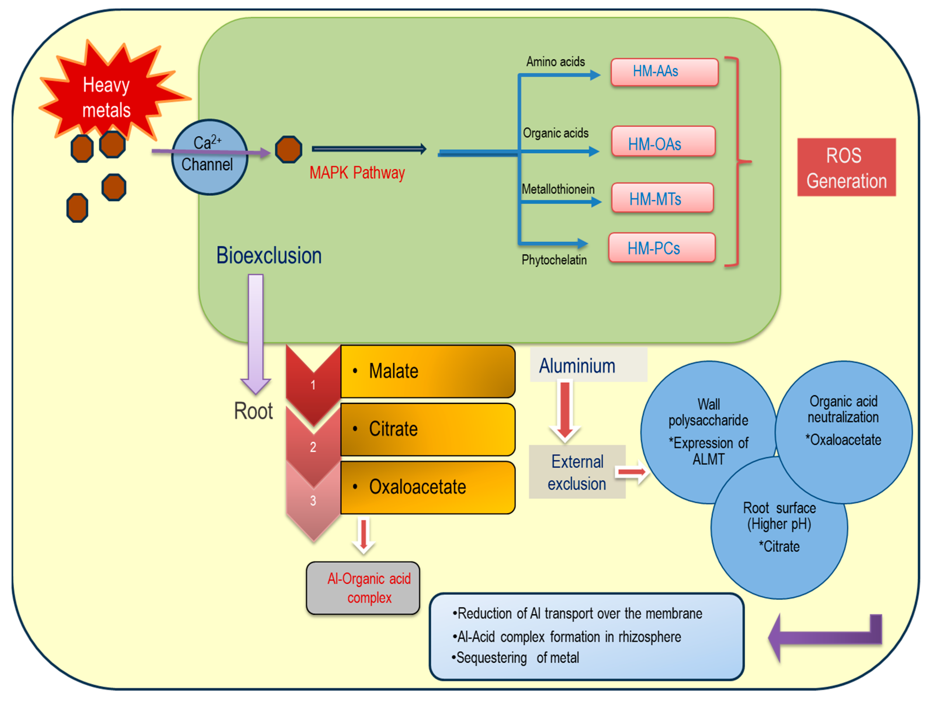 Plants 13 01760 g004