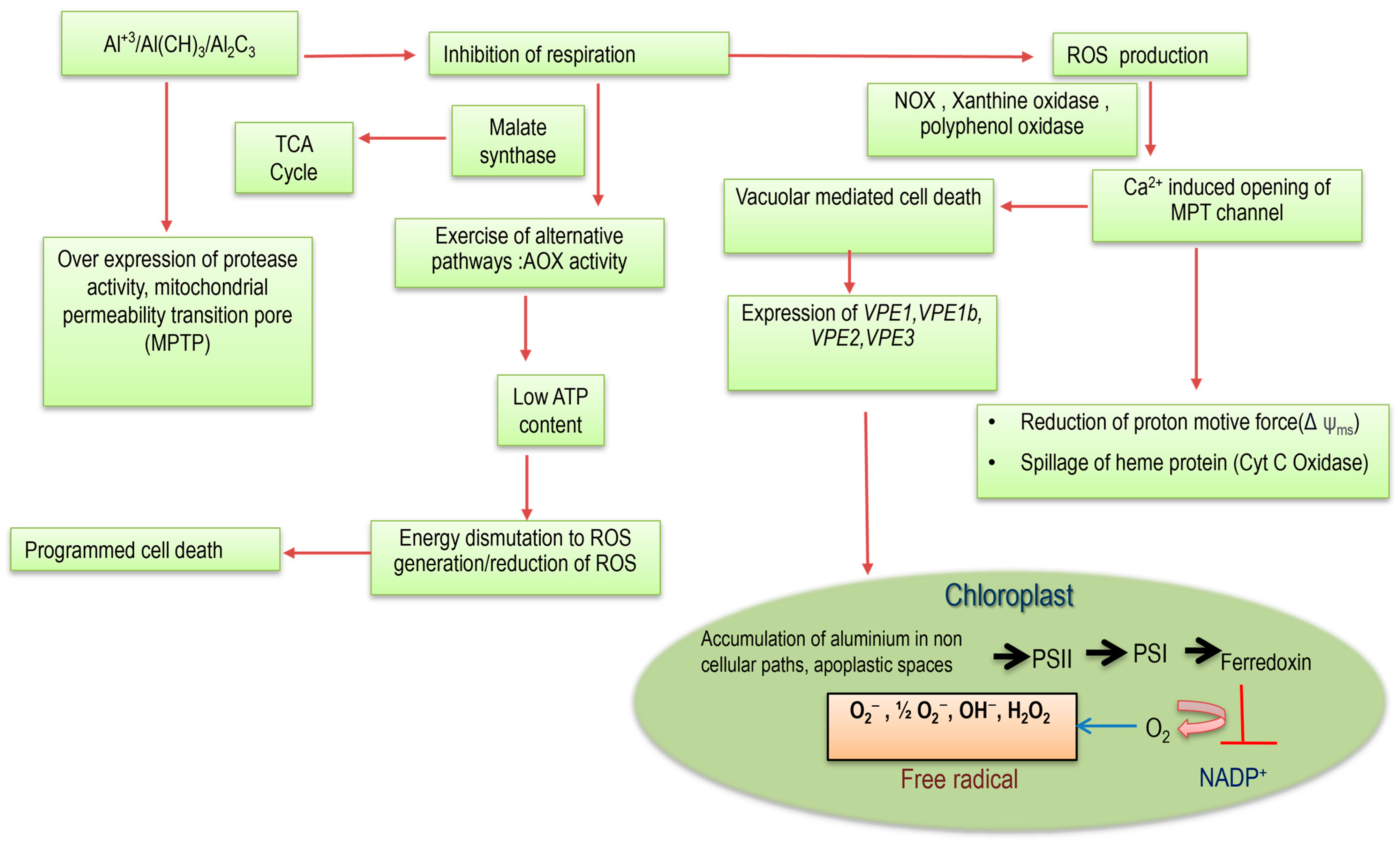 Plants 13 01760 g005
