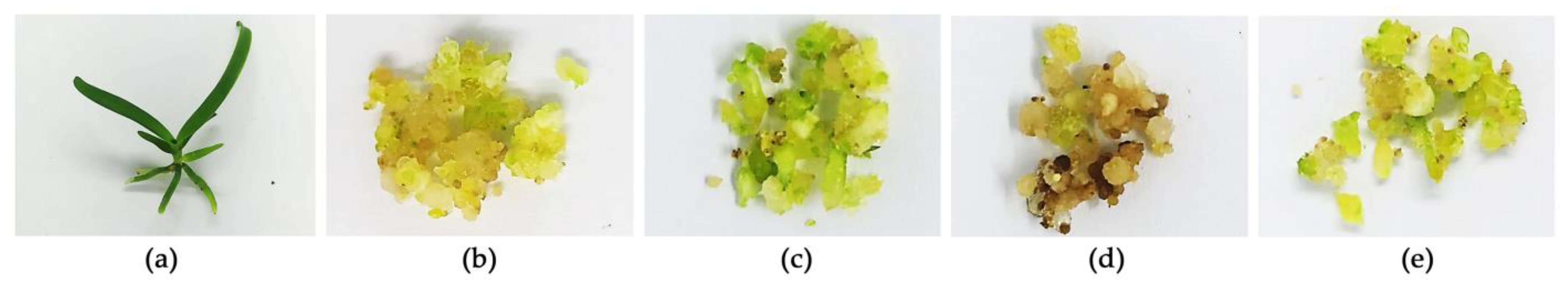 Plants 13 01770 g001