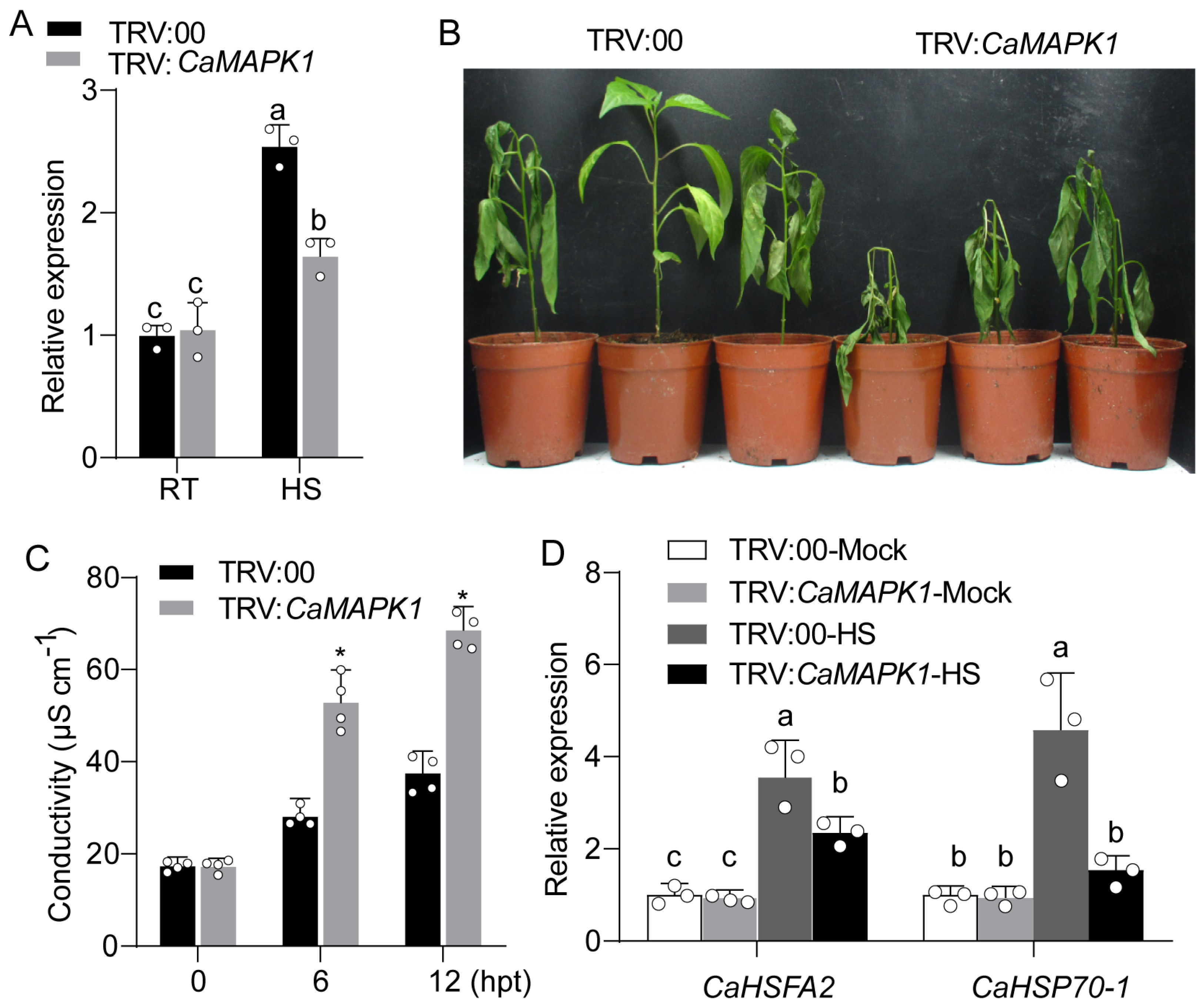Plants 13 01775 g006