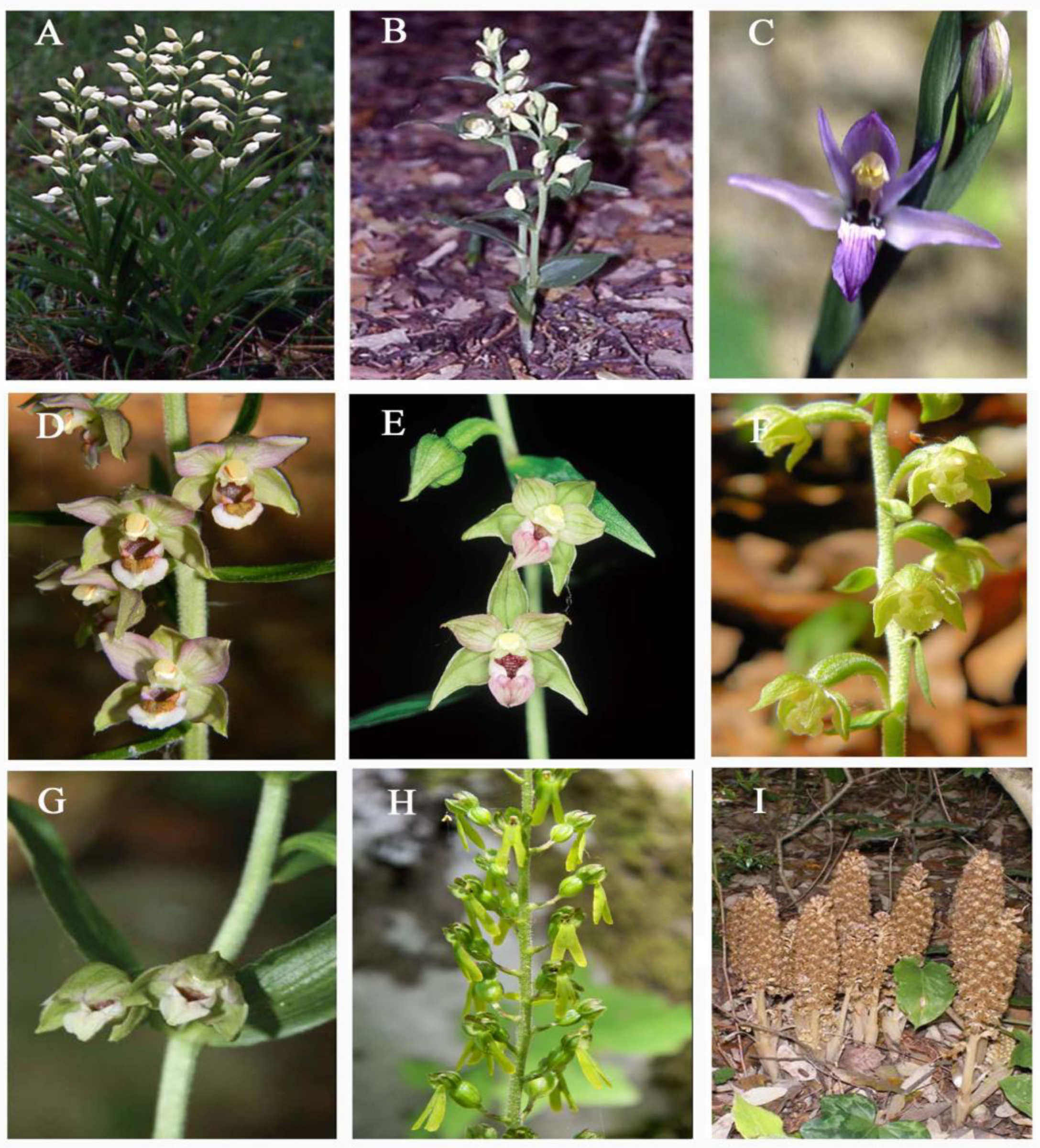 Plants 13 01776 g001