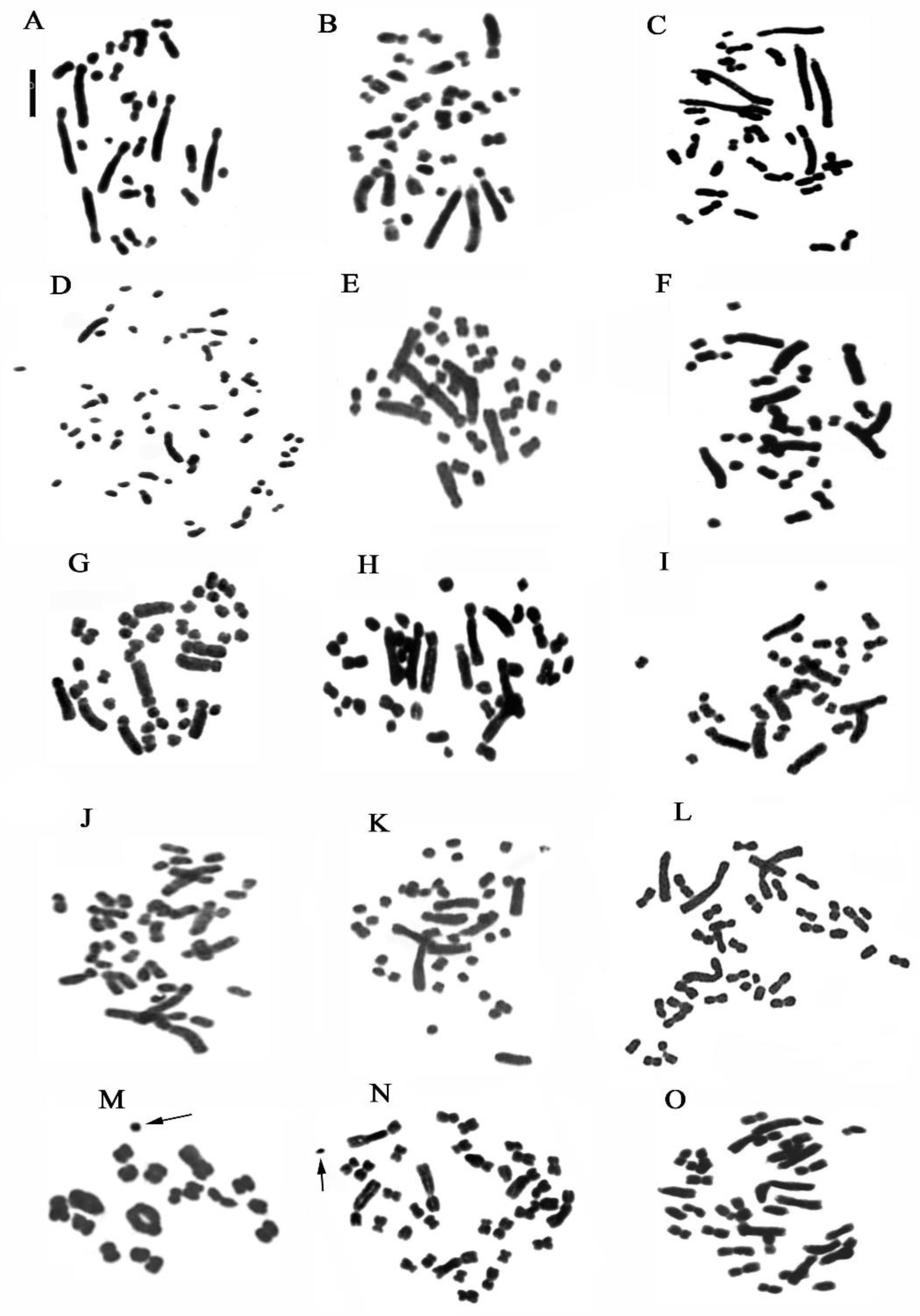 Plants 13 01776 g002