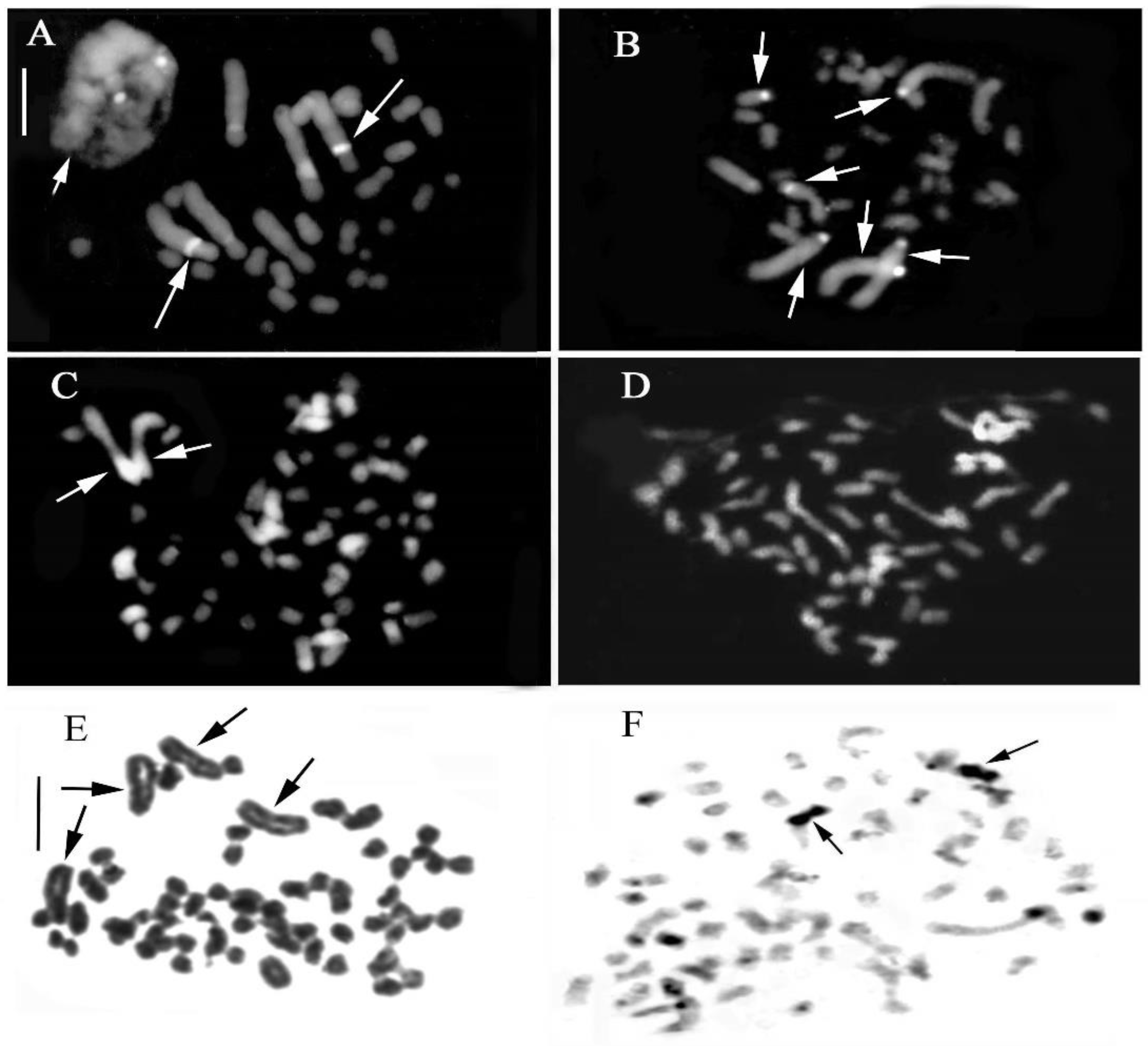 Plants 13 01776 g007