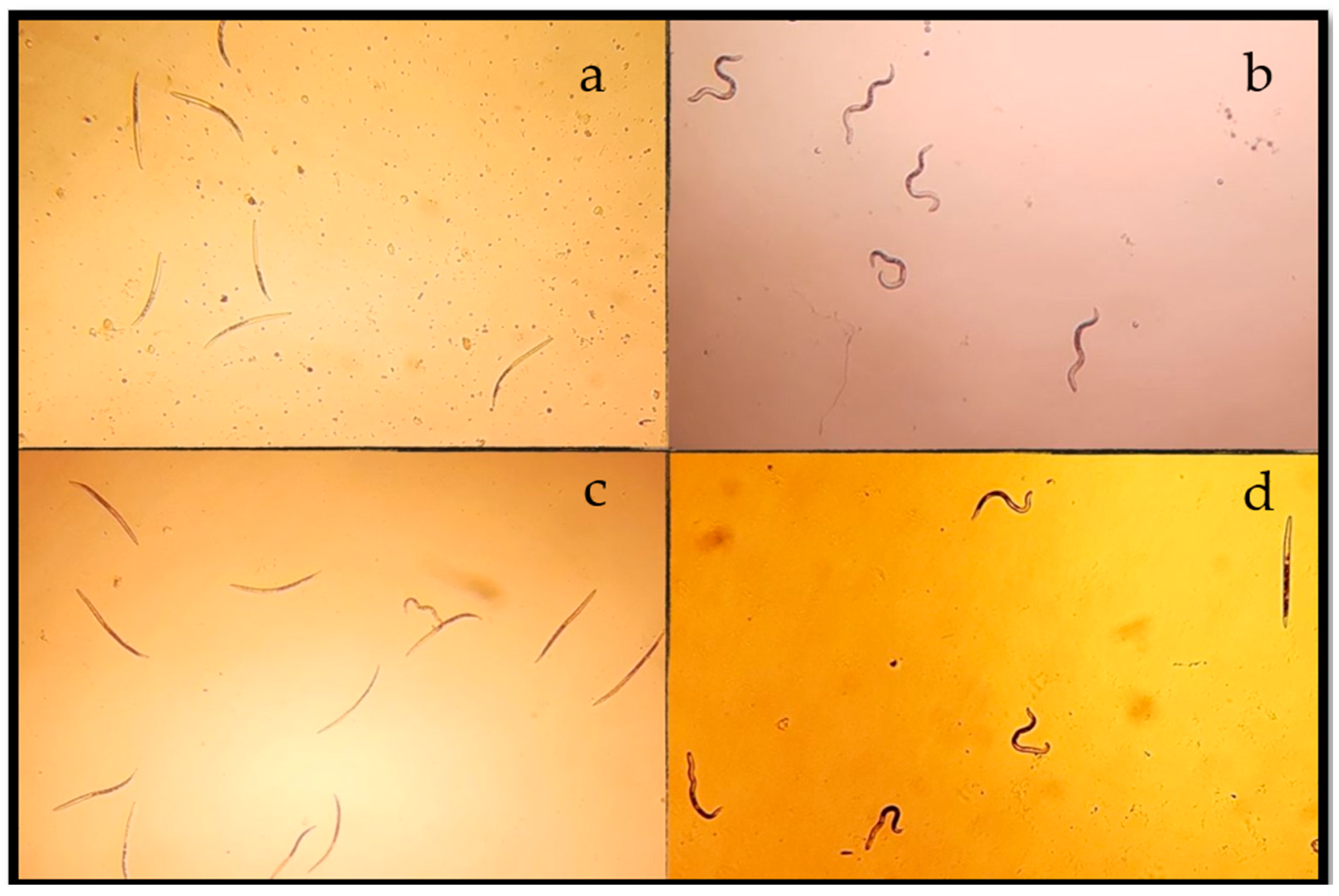 Plants 13 01777 g001