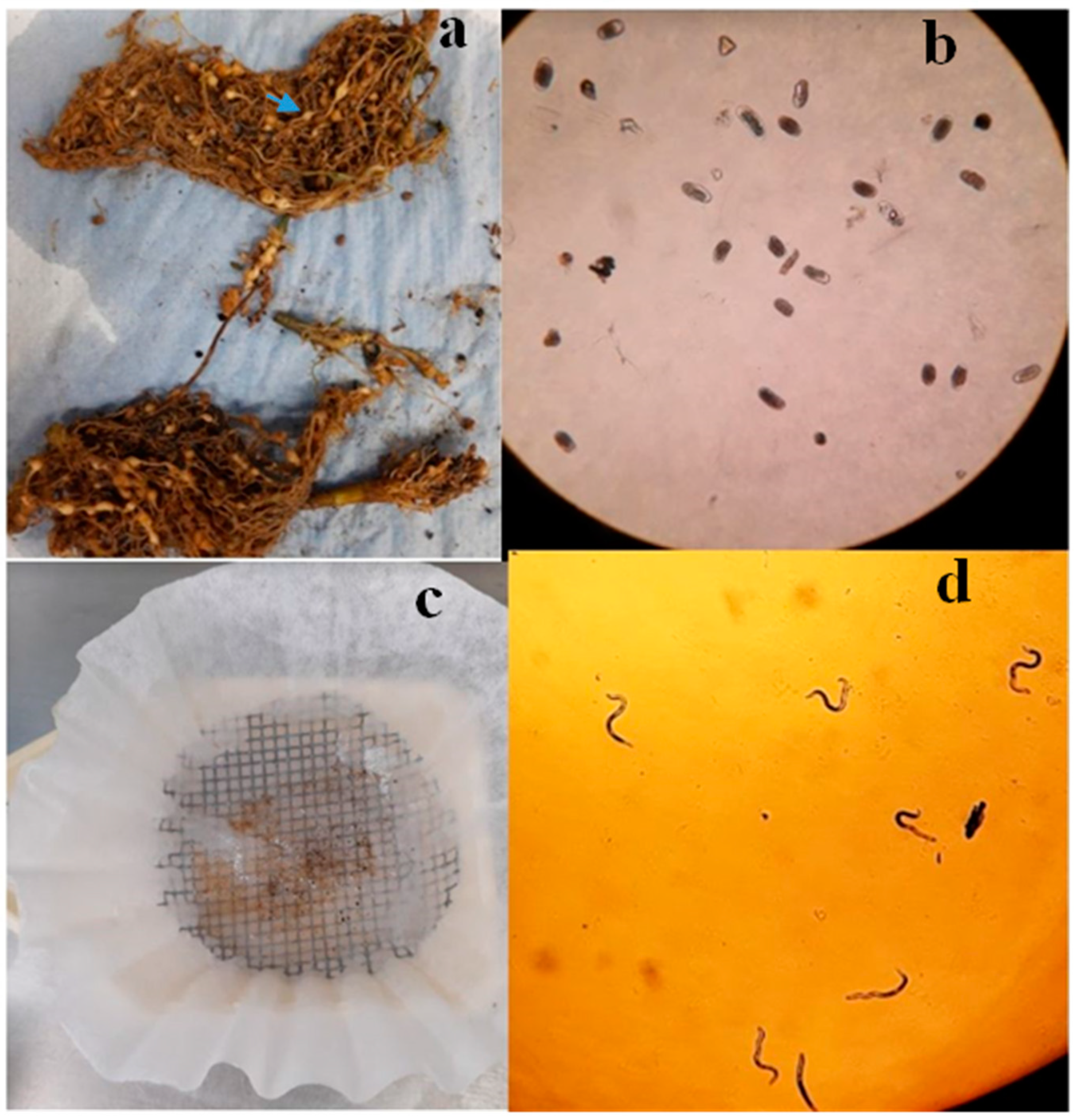 Plants 13 01777 g004