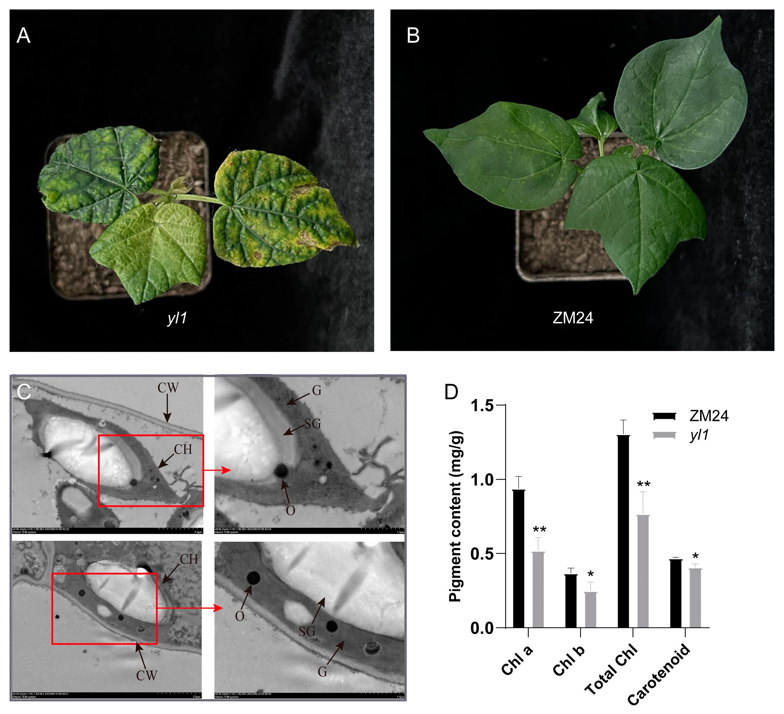 Plants 13 01789 g001