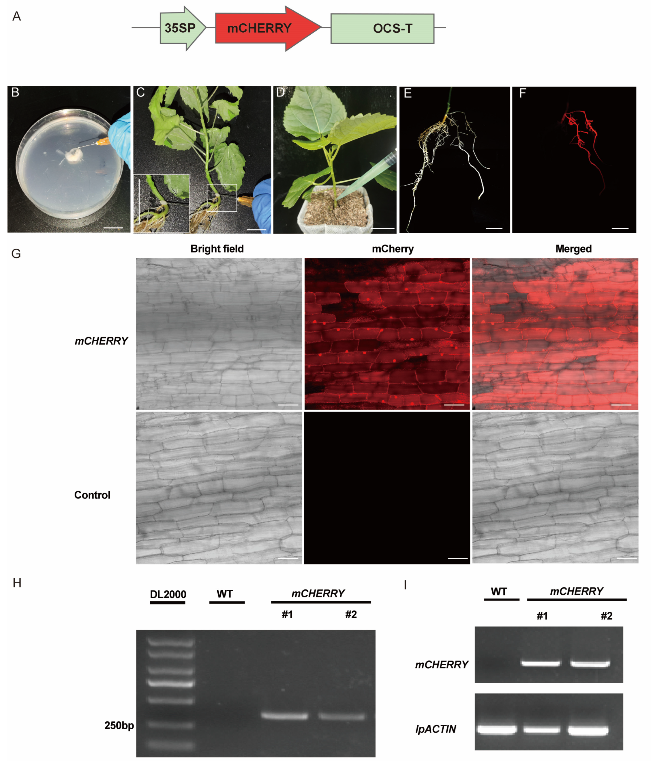 Plants 13 01791 g001