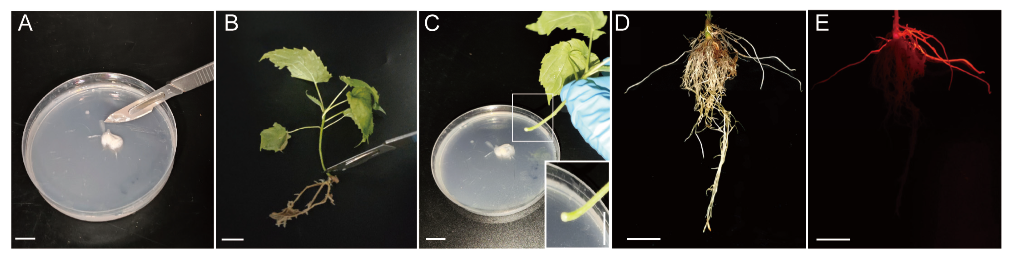 Plants 13 01791 g002