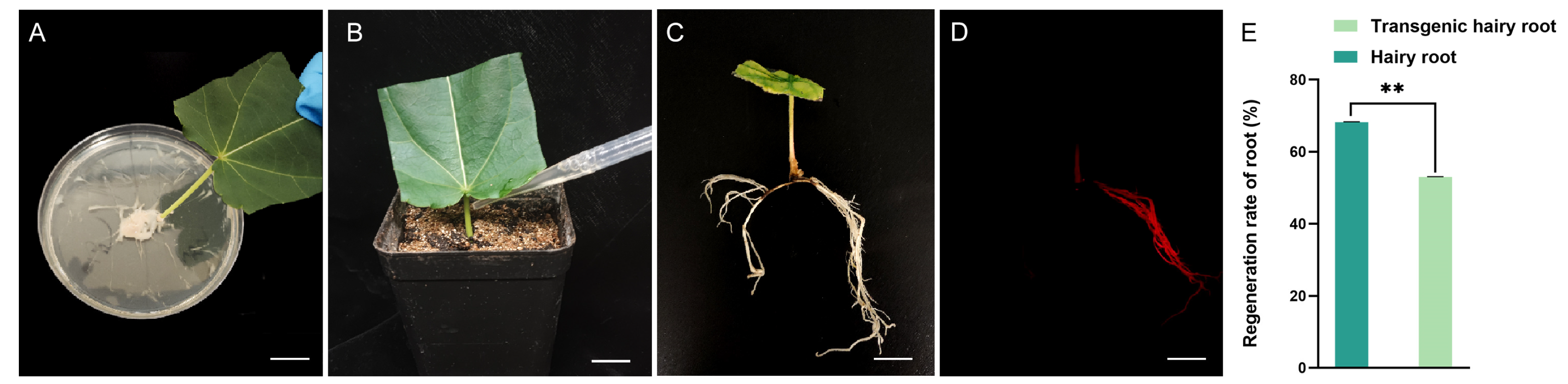 Plants 13 01791 g003