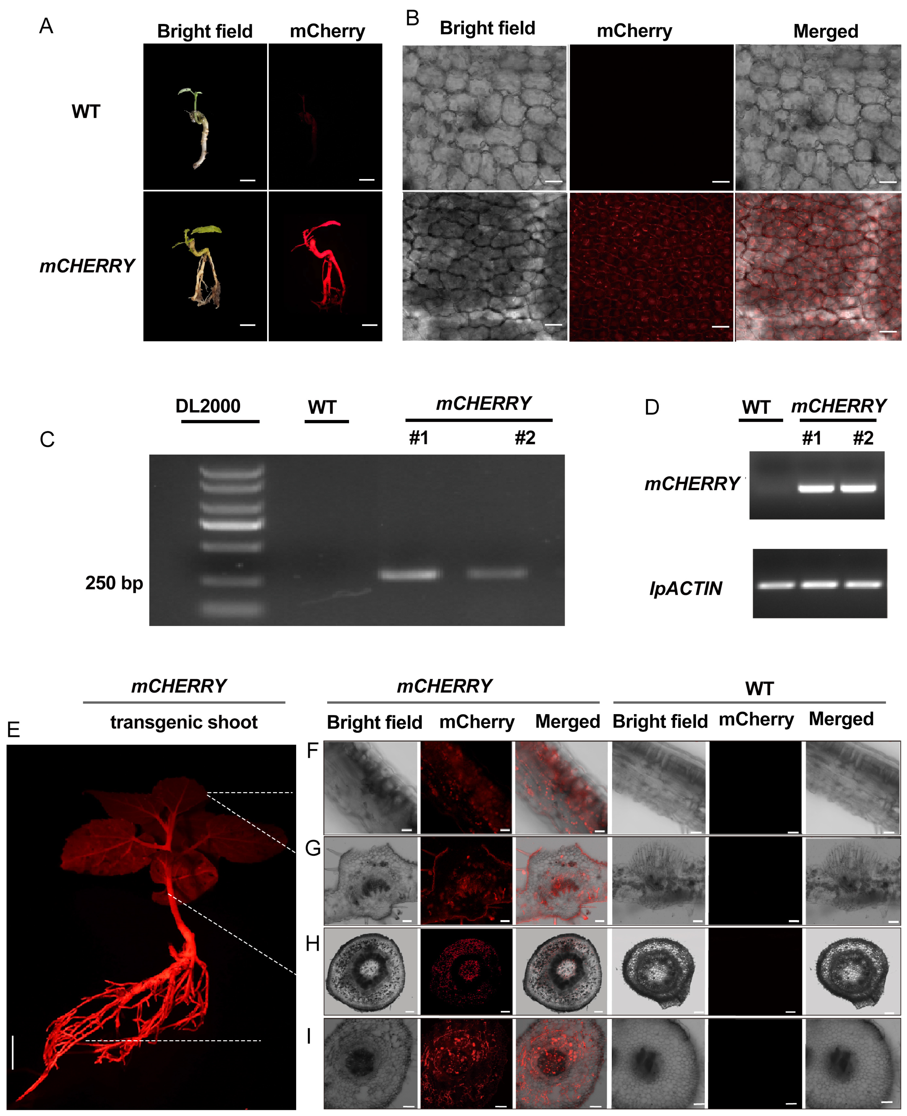 Plants 13 01791 g004