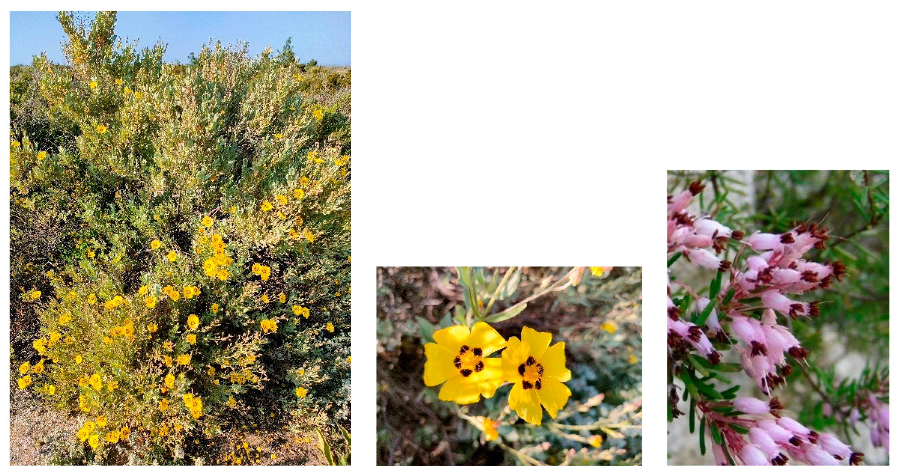 Plants 13 01800 g020
