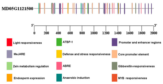 Functional Identification of Malus halliana MhbZIP23 Gene