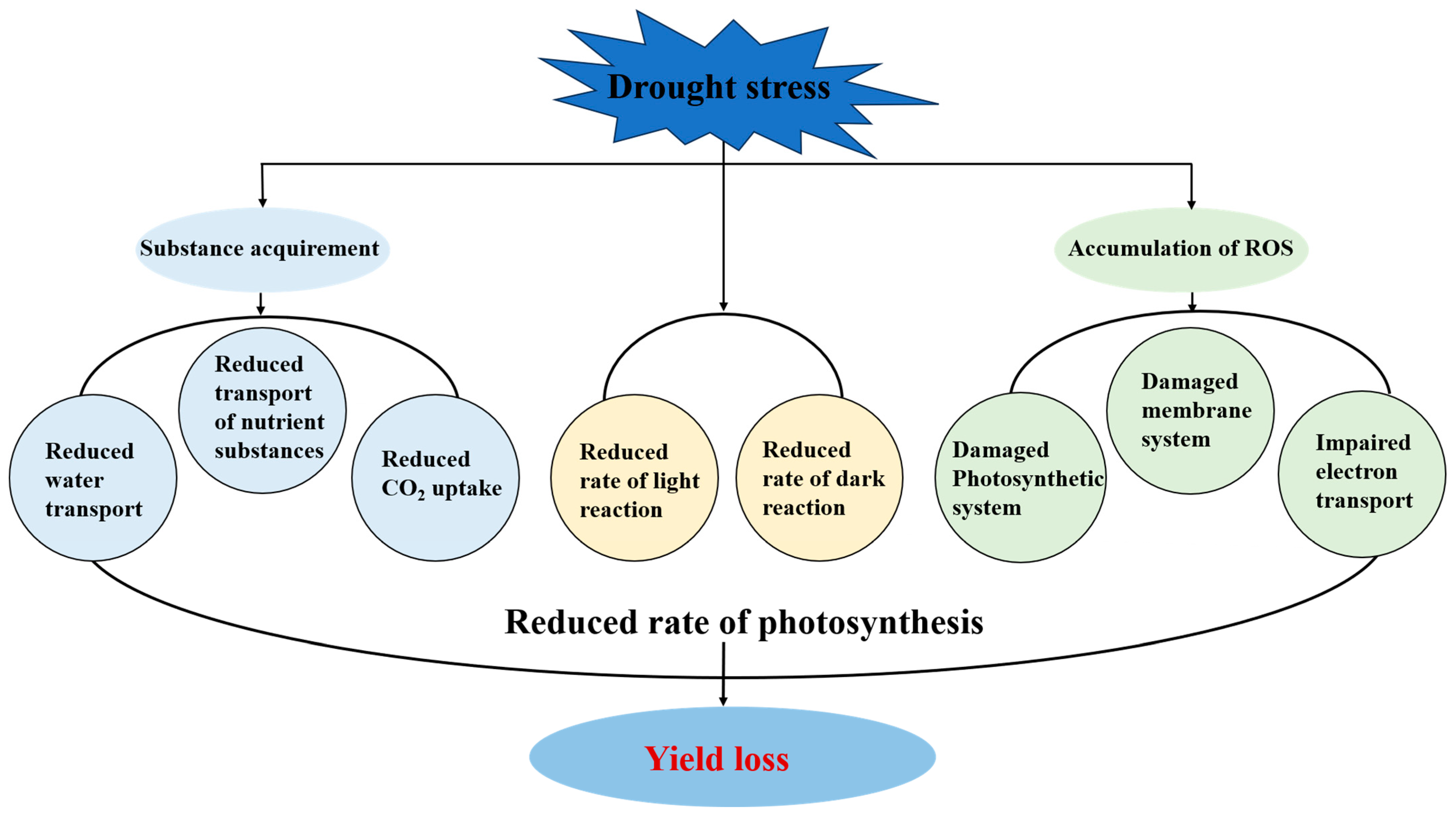 Plants 13 01808 g001